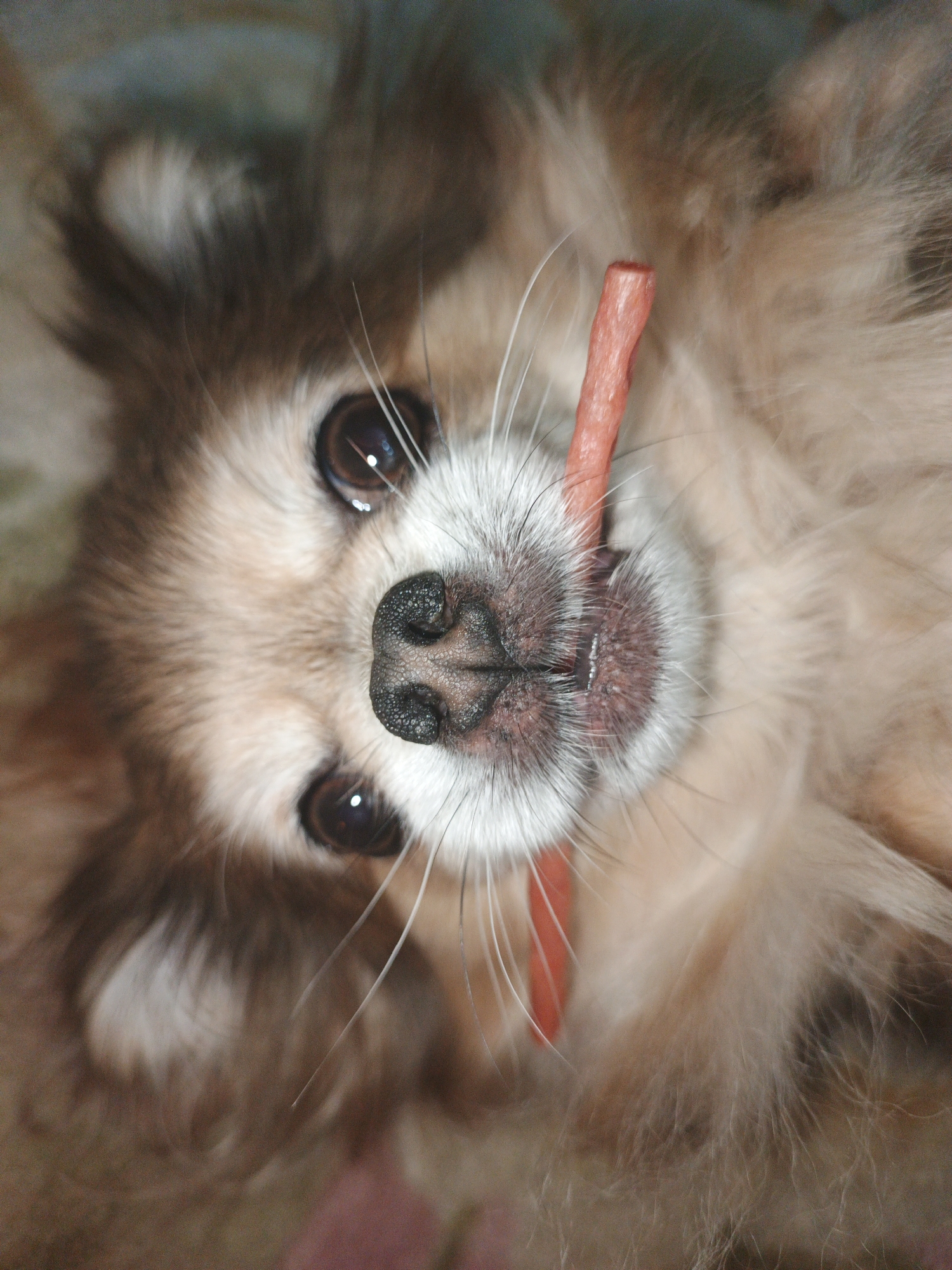 A close-up, overhead shot shows a small, fluffy dog holding a red treat in its mouth. The dog has brown and white fur, dark eyes, and a black nose. The treat appears to be a dried meat stick. The background is blurred and appears to be an indoor setting with a patterned surface. The image does not provide any information related to the city of Zlatoust, Russia, or any specific urban environment.