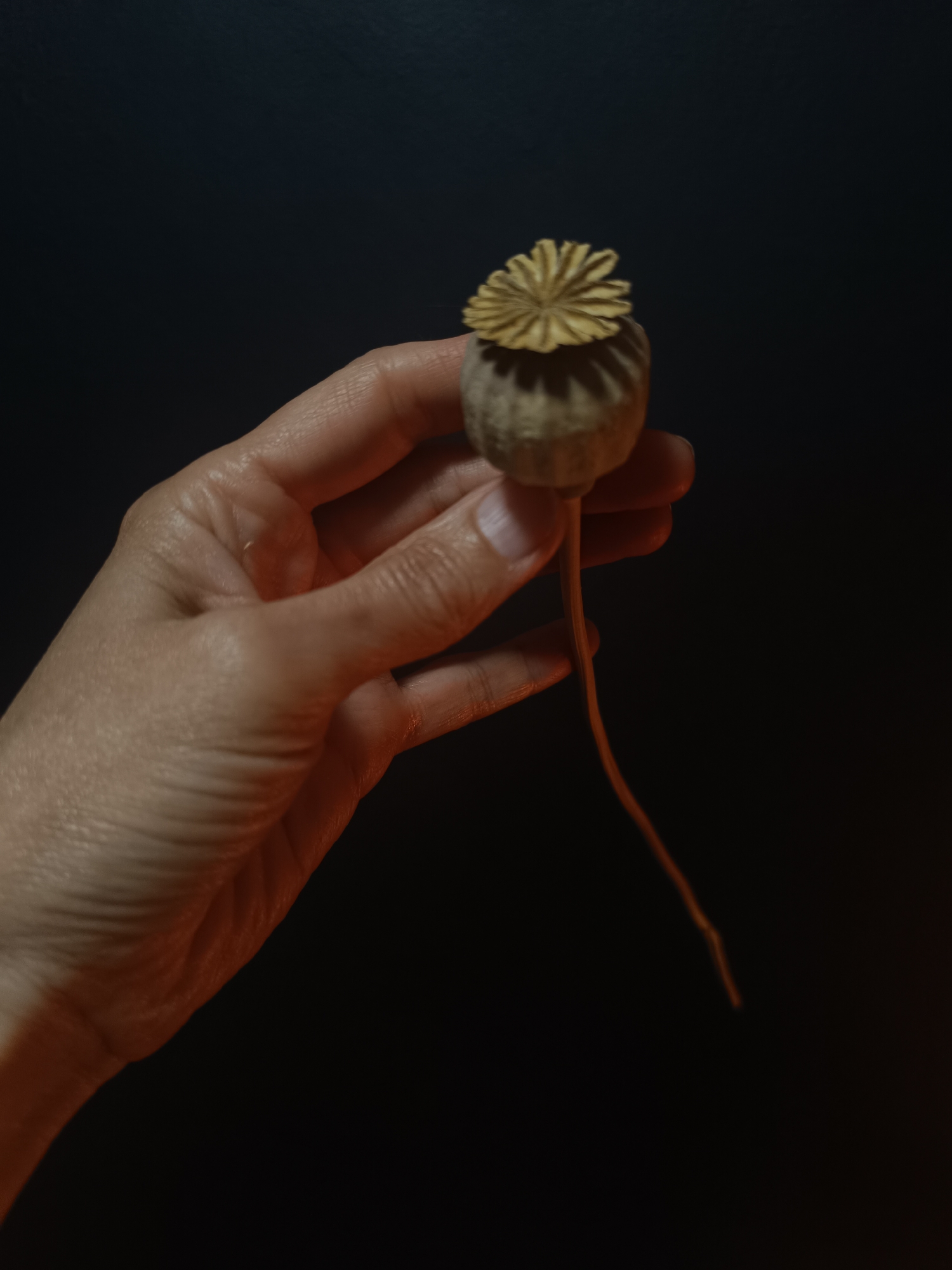A hand holds a dried poppy seed head against a dark background. The seed head is beige, with a rounded body and a flower-like crown on top. The hand is fair-skinned and appears to be holding the poppy seed head with the thumb and index finger. The stem of the seed head is slender and curves downward. The background is black and the subject may be in a dimly lit indoor setting. Lermontov, Russia is not discernible from the image.