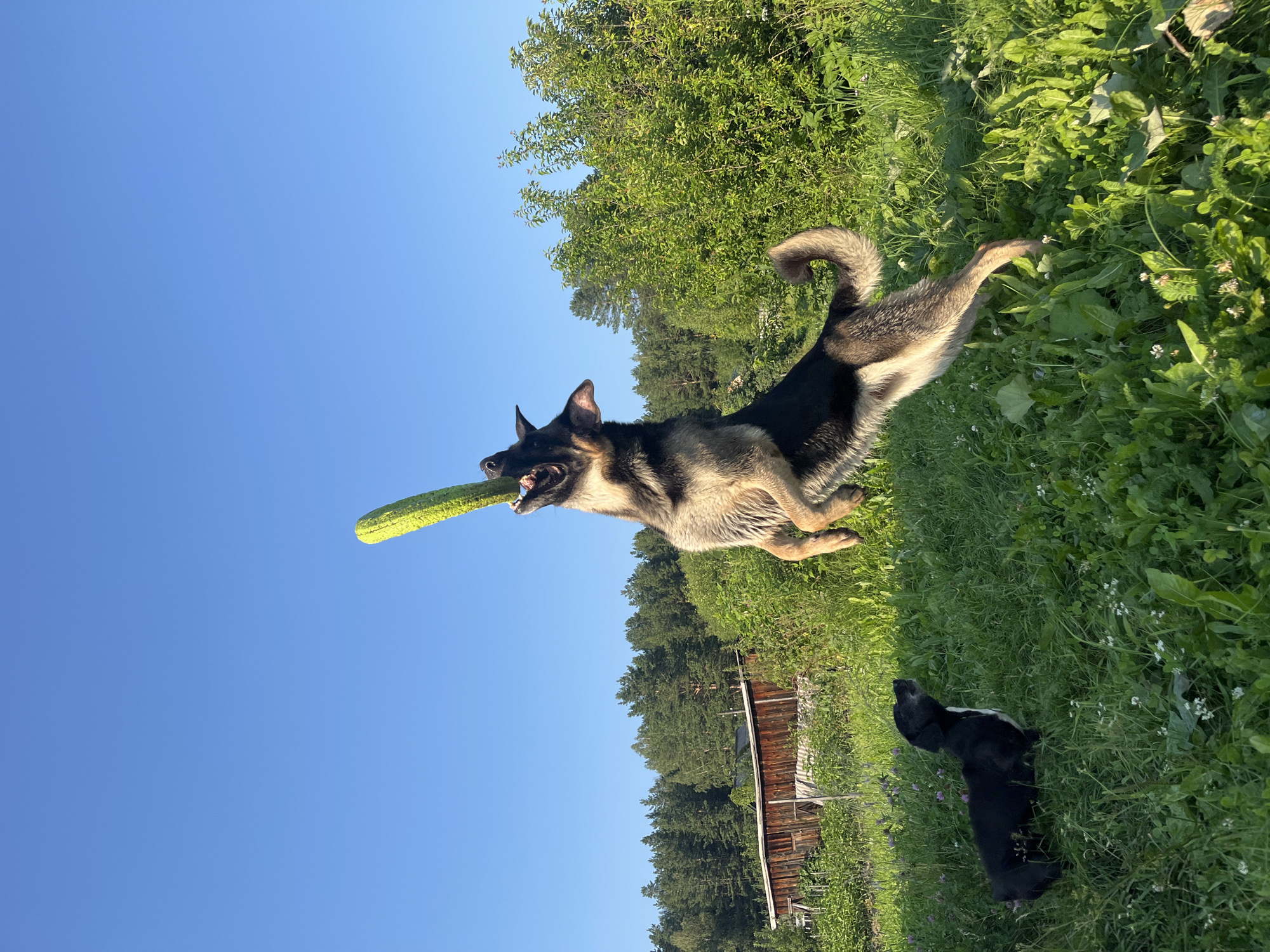 This is a vertical, eye-level, outdoor photograph taken on a sunny day. The scene features two dogs in a grassy field with trees and a wooden structure in the background. The sky is a clear, bright blue.
The primary subject is a large German Shepherd dog in the foreground, captured mid-air with its mouth open, holding a long, yellow, cylindrical object, possibly a toy or a piece of food. The dog is predominantly tan and black, with its tail curled upwards and its ears perked. Its body is angled upwards, suggesting it jumped to catch the object.
In the middle ground, to the right and slightly behind the German Shepherd, is a smaller black dog lying down in the grass, looking towards the larger dog.
The setting appears to be a rural or semi-rural environment. The ground is covered in lush green grass with scattered white and purple wildflowers. Behind the dogs, a dense line of evergreen trees forms a backdrop, and a weathered wooden structure, possibly a shed or part of a building, is visible among the trees.
The lighting indicates it is likely daytime, with the sun casting a warm glow, suggesting either morning or late afternoon. The overall mood is playful and energetic, driven by the action of the German Shepherd.
There is no visible text in the image. The location context is Nizhny Tagil, Russia.