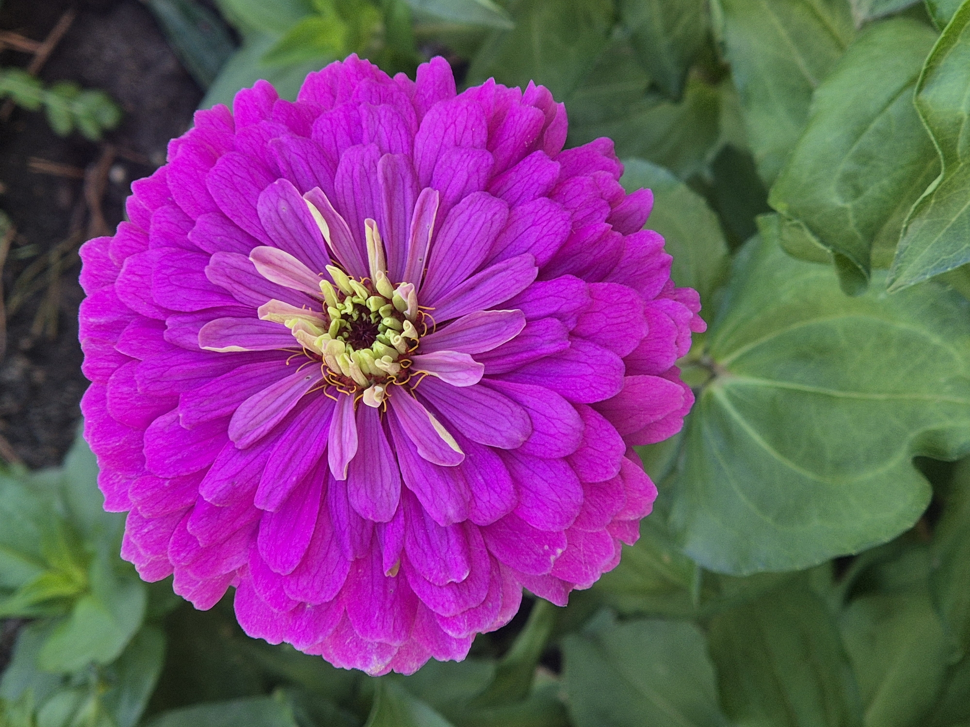 A close-up, vertical shot focuses on a vibrant magenta zinnia flower, filling the majority of the frame. The flower exhibits numerous layered petals, with the outer ones being a deep magenta and the inner petals transitioning to lighter shades of pink and a pale yellow-green at the center. Delicate, thread-like yellow stamens are visible peeking out from the center of the bloom. The background consists of out-of-focus green foliage and dark soil, suggesting an outdoor garden setting. The image does not contain any identifiable landmarks or elements that would allow for pinpointing a specific location within the city of Kokshetau, Kazakhstan. No people, actions, or interactions are depicted.