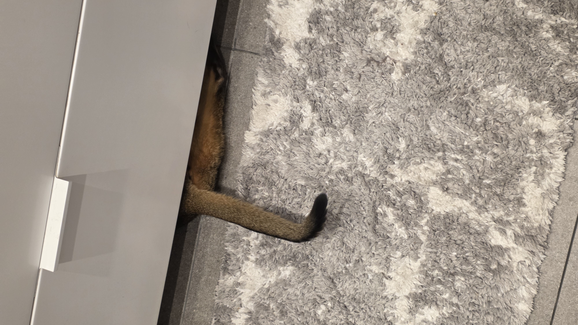 A cat's posterior is protruding from under a white cabinet, with its tail resting on a grey and white rug. The location cannot be determined from the image, and there's no information about Saint Petersburg, Russia.