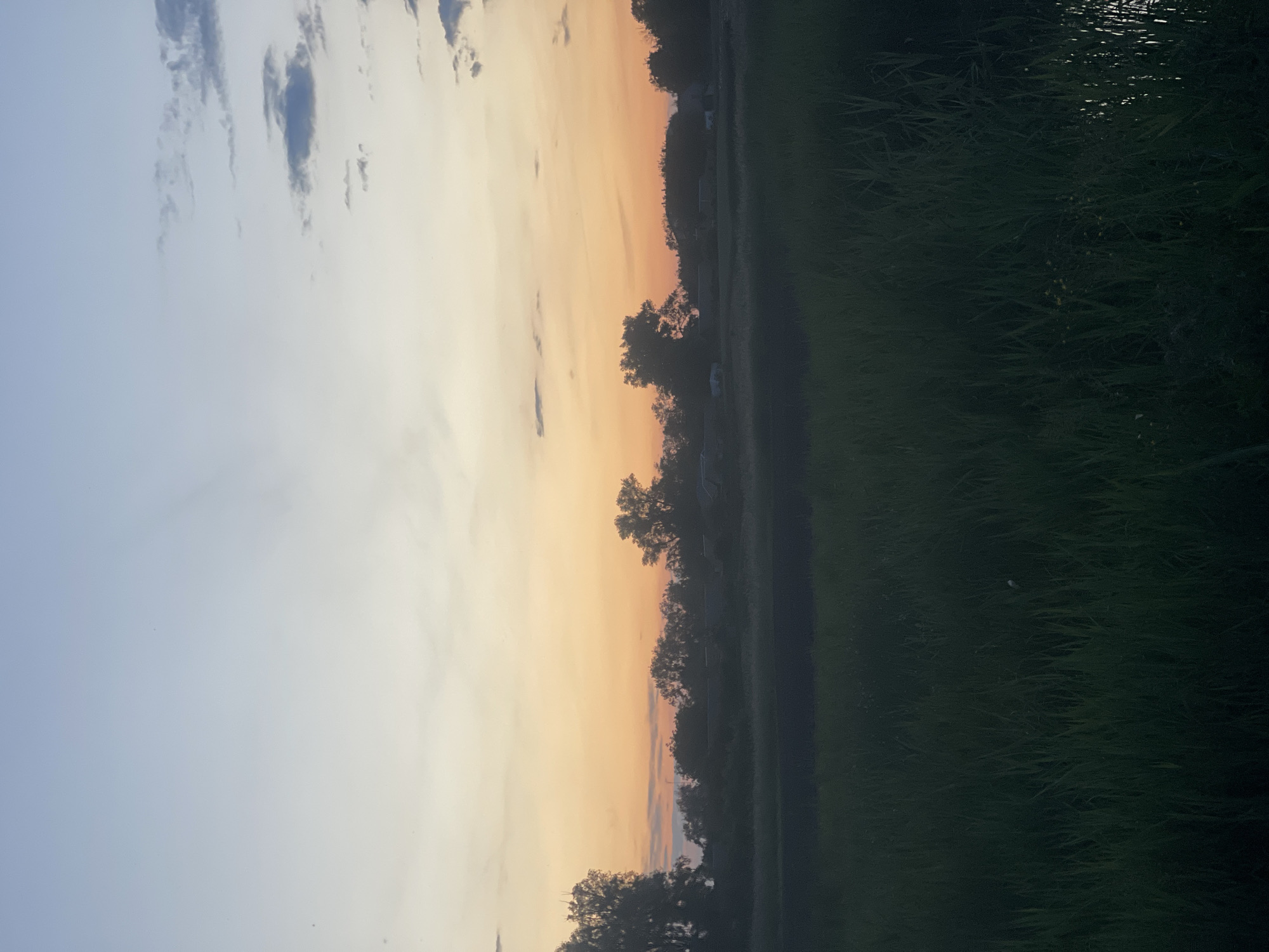 The image presents a horizontal landscape captured at dusk in Unknown, Unknown. The sky, occupying the upper third, displays a gradient from light blue at the zenith to pale yellow and orange near the horizon. Scattered dark grey clouds are visible, predominantly on the right side. A horizontal band of silhouetted trees and faintly discernible structures forms the midground, set against the horizon's orange glow. The lower two-thirds of the frame consists of a dense field of tall, dark green vegetation, appearing almost black due to low light. A small, irregularly shaped patch of reflective water is present in the bottom-right corner, partially obscured by the foreground growth. No people or animals are visible.
