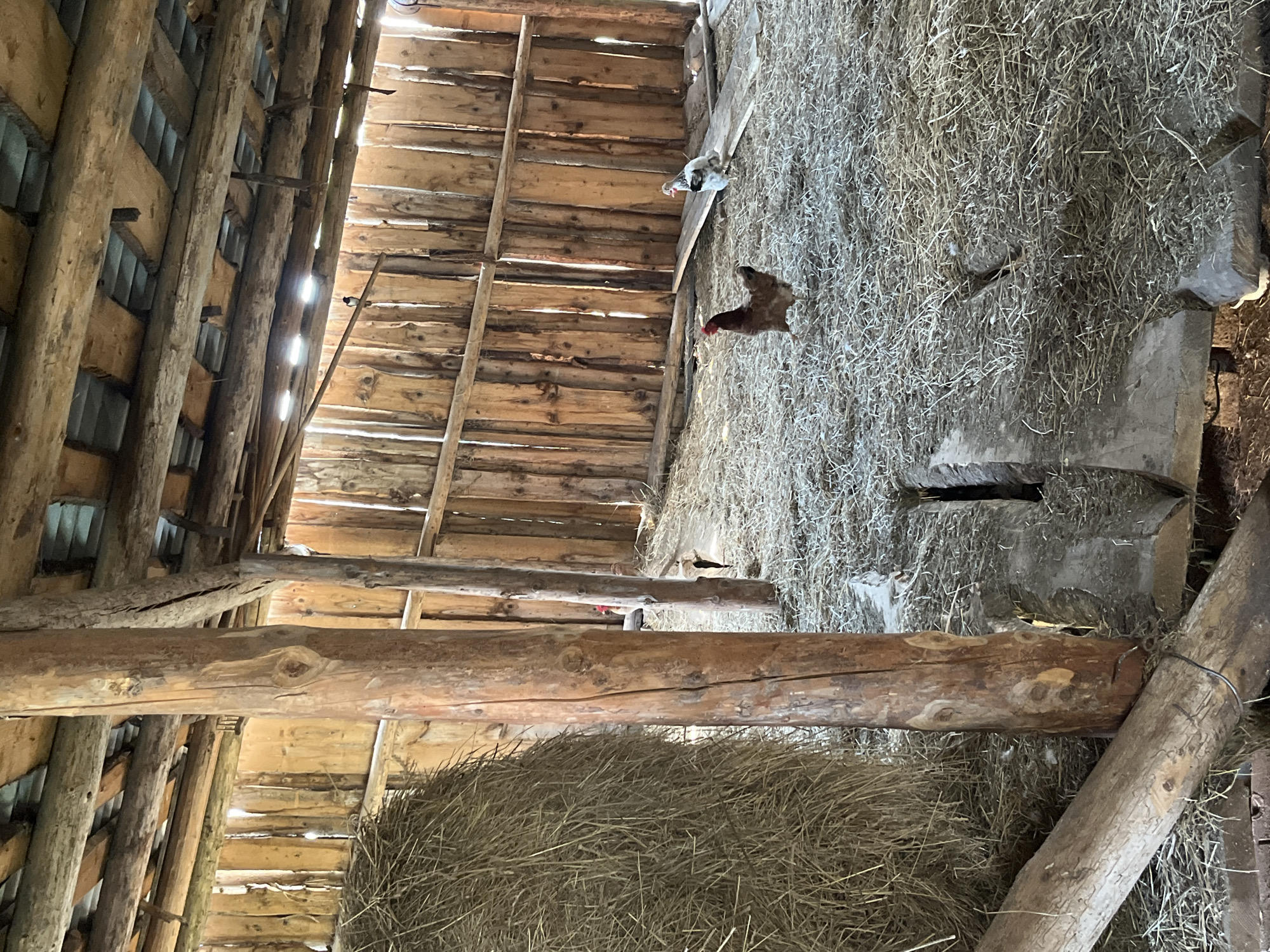 This image depicts the interior of a rustic barn in Большой Гондыр, Russia, likely a farm or rural dwelling. The structure is built primarily from unfinished wood, with vertical planks forming the walls and rough-hewn logs serving as structural supports. Sunlight streams through gaps in the roofing and walls, illuminating the dusty interior. A large bale of hay is visible on the left side of the frame. The floor is covered with a thick layer of straw or dried grass. Two chickens are present: one is a reddish-brown hen in the foreground, and another is a white and grey chicken further back, standing on a wooden plank. The overall impression is one of a simple, functional agricultural space.
