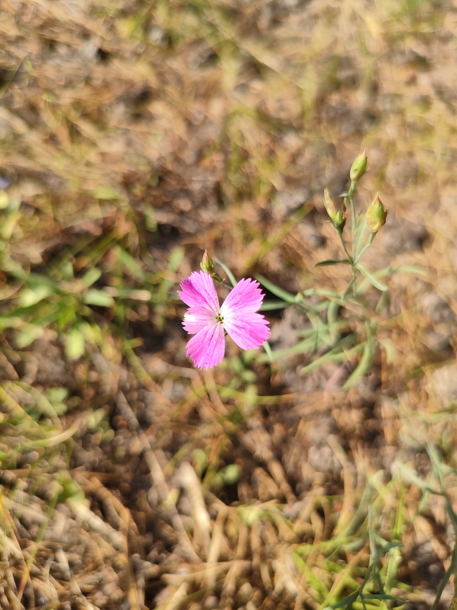 A single, small, pink flower with five notched petals is in focus in the center of the frame, set against a blurred background of dry grass and sparse green vegetation. The flower has a white center and is slightly tilted to the left. To the right of the flower, on a thin stem, are three small, green, unopened buds. The surrounding ground is covered in dry, straw-like grass with some patches of green foliage peeking through. The lighting suggests it is daytime, with sunlight casting highlights on the dry grass. The image appears to be taken outdoors in a natural, uncultivated area. It is not possible to determine the specific location within the city of Barnaul, Russia, from the provided image.