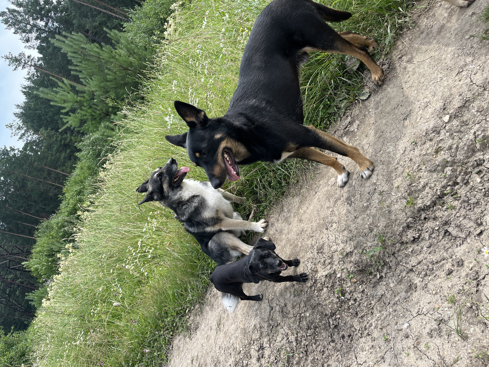 Three dogs are positioned on a dirt path in a grassy, wooded area. The dog in the foreground on the right is black with tan markings on its legs and face, and it is looking to the left with its mouth open. The dog in the middle is black and tan and is sitting, looking to the left. The smallest dog on the left is black with a white tail tip and is standing, looking forward with its mouth open. The background consists of dense green grass, wildflowers, and trees, with a utility pole visible in the upper left quadrant. The ground is dry and cracked. The scene appears to be a natural outdoor environment, possibly on the outskirts of a city.