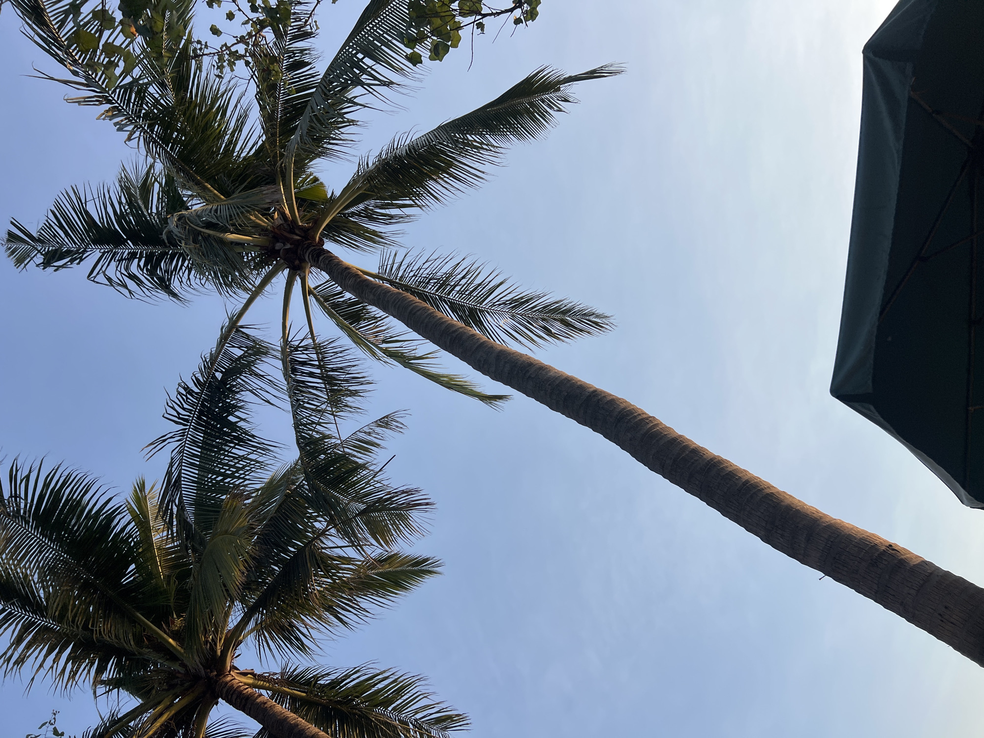 The image shows a clear sky over Kuta, Indonesia, with the tops of two tall coconut palm trees reaching into the frame from the left and center. A dark green umbrella is visible at the bottom right corner. The palm trees are casting long shadows, suggesting it is either early morning or late afternoon. The image is taken from a low angle, looking up at the sky and the trees.