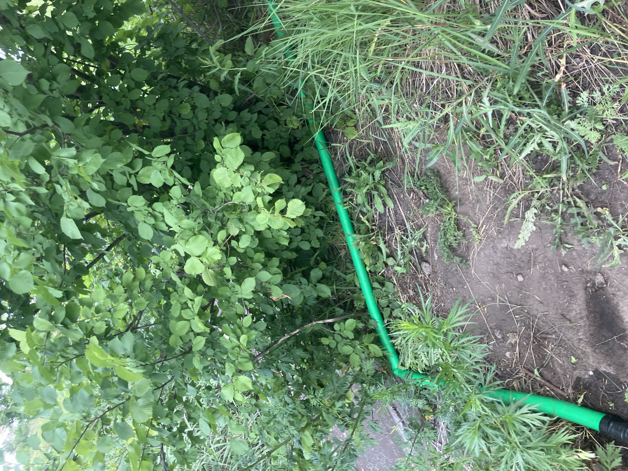 The image depicts an outdoor scene with dense green foliage and a bright green garden hose snaking through the vegetation and across a dirt path. The foliage appears to be a mix of trees and tall grasses. The hose is visible in the lower half of the image, running horizontally and then turning to extend towards the left. The ground is covered in dirt, dry leaves, and sparse vegetation. The overall impression is one of a natural or semi-wild area, possibly a garden or the edge of a wooded area. There are no people or animals visible in the image.