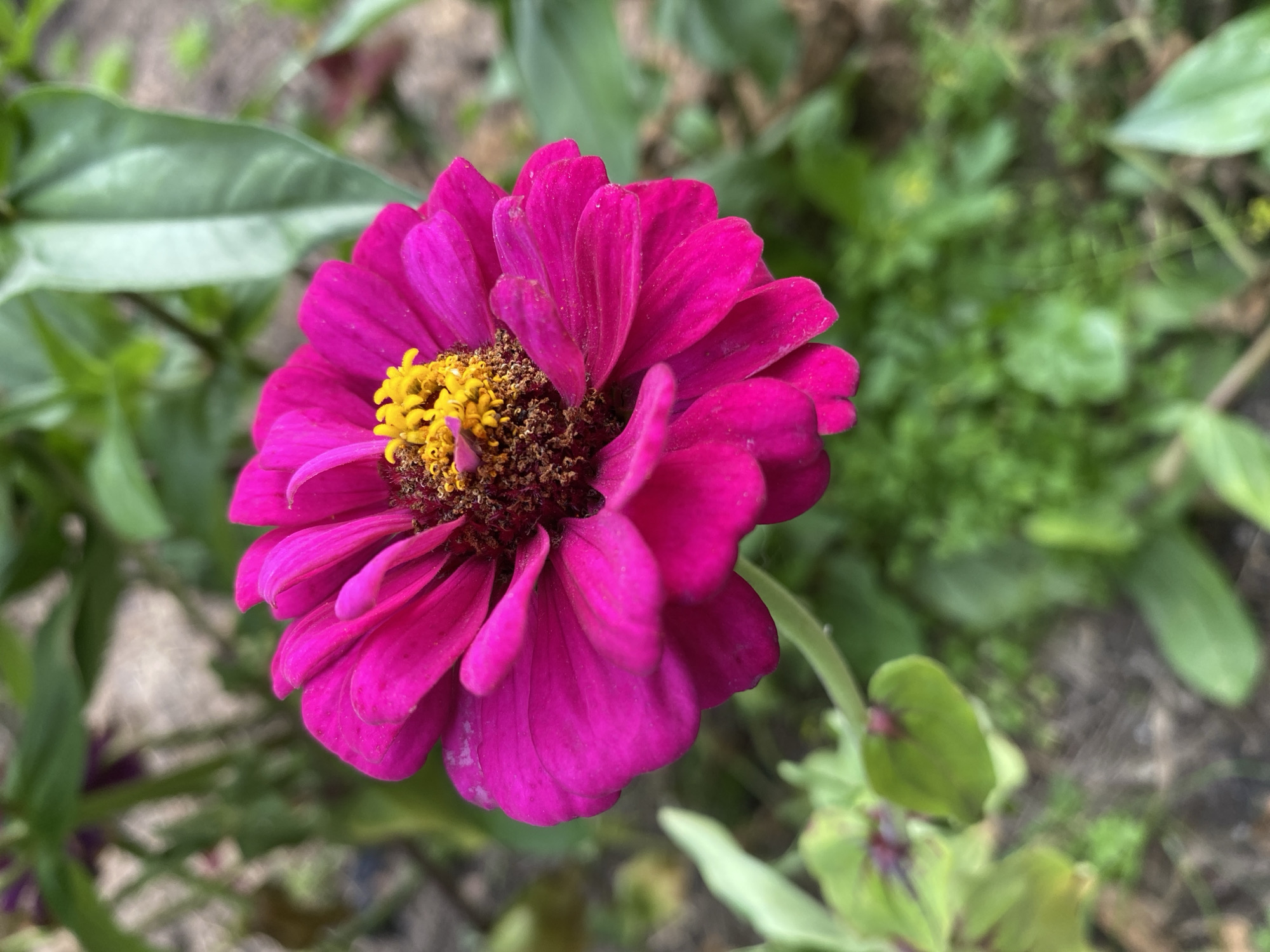 Memory