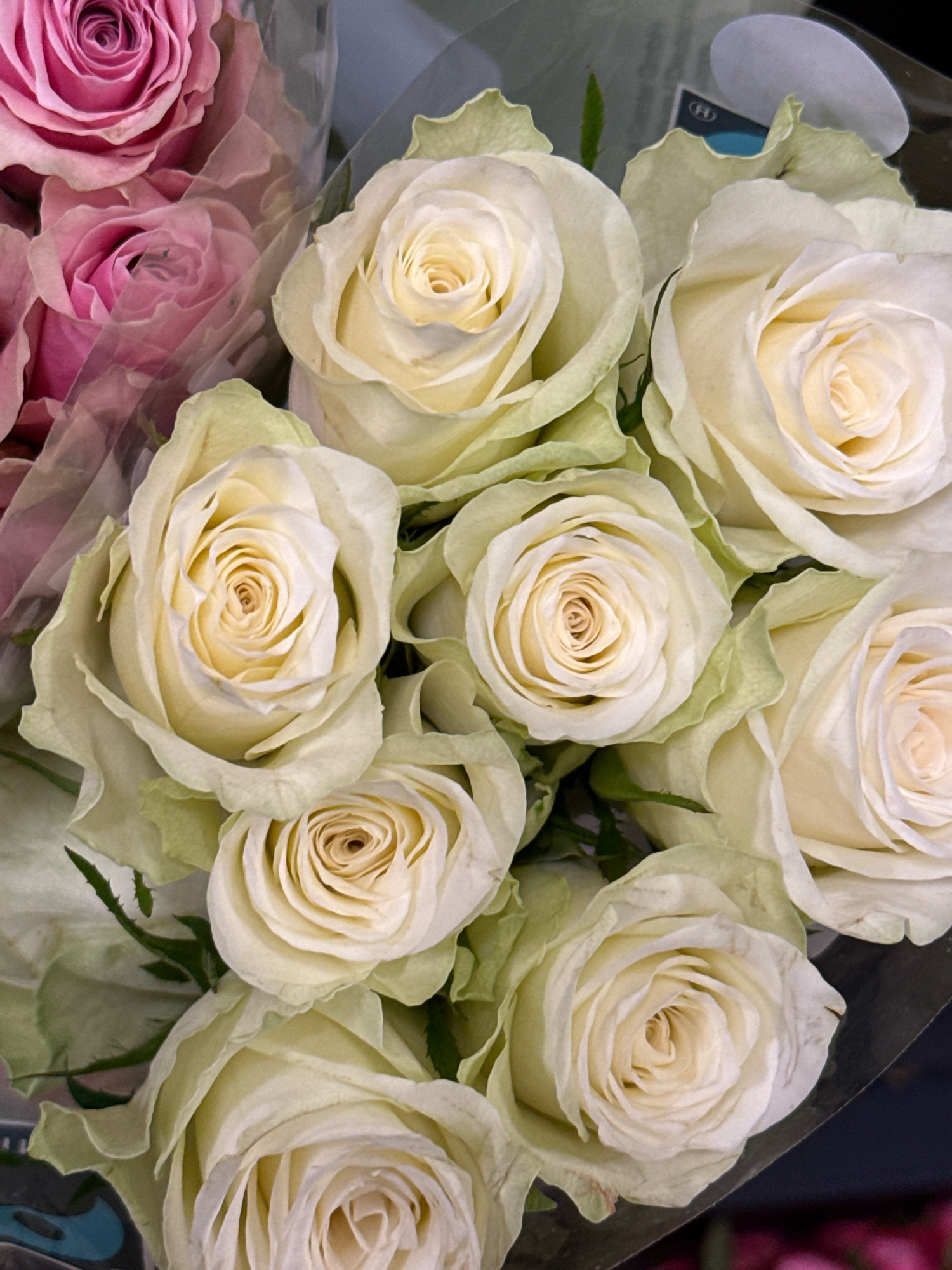 A close-up, overhead shot showcases a bouquet of pale yellow and pink roses. The bouquet is presented in clear plastic wrapping. The roses, predominantly pale yellow with hints of green on their outer petals, are tightly packed and in various stages of bloom. Some roses are fully open, revealing intricate petal formations, while others are slightly more closed. The pink roses are partially visible on the left side of the frame, with their petals appearing softer and more muted in tone. The background is dark and out of focus, suggesting the arrangement is indoors or against a dark surface. The lighting is soft and diffused, highlighting the delicate textures of the rose petals. There are no people or any indication of location within the city of Bad Lauterberg im Harz, Germany.