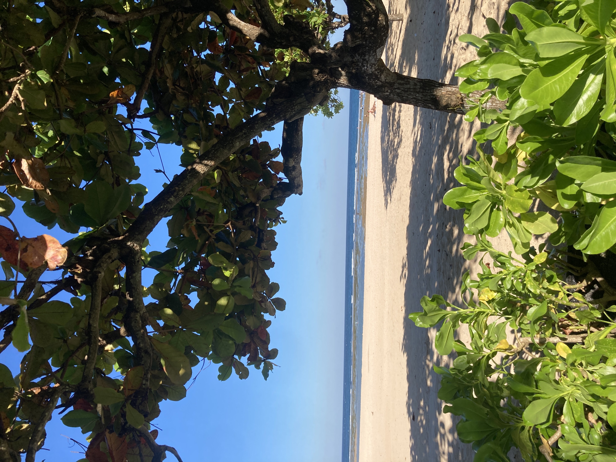 The image depicts a beach scene, likely in a tropical or coastal area. The foreground is dominated by foliage from two trees, one on the left with smaller leaves and branches, and another on the right with larger, more rounded leaves. The beach is visible between the trees, with sand meeting the water's edge. In the distance, a few indistinct figures can be seen on the beach. The sky is clear and blue.