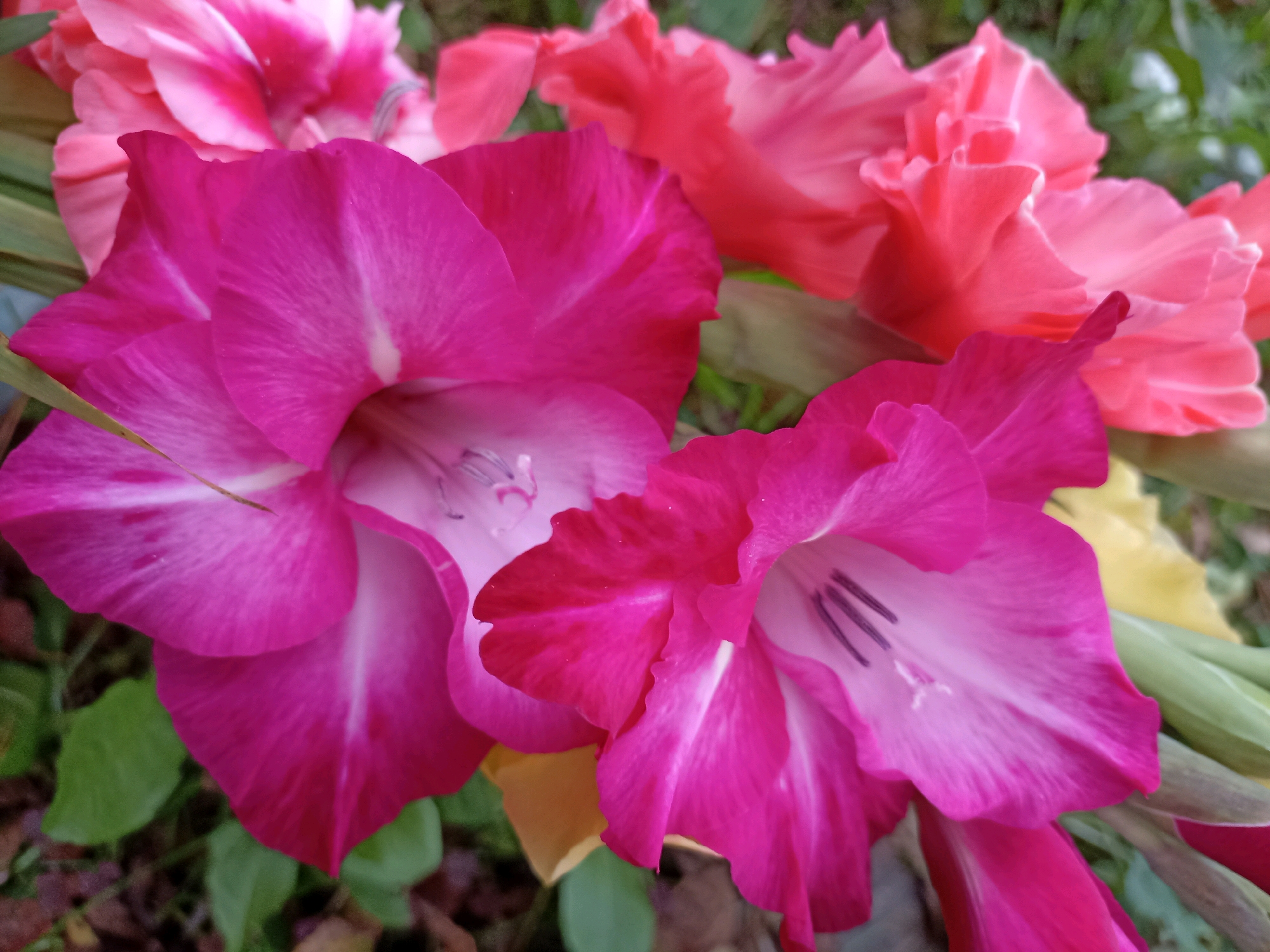 A close-up, eye-level shot captures a cluster of vibrant gladiolus flowers. Two large, fuchsia-pink gladiolus blooms dominate the foreground, their delicate petals unfurling with prominent white markings and dark purple stamens visible within. Behind them, a blurred background reveals more gladiolus flowers in shades of pink and coral. The foliage and ground are out of focus, suggesting an outdoor setting, likely a garden. The lighting is natural and soft, highlighting the rich colors of the flowers. The image does not contain any identifiable landmarks or elements that would indicate a specific location within a city.