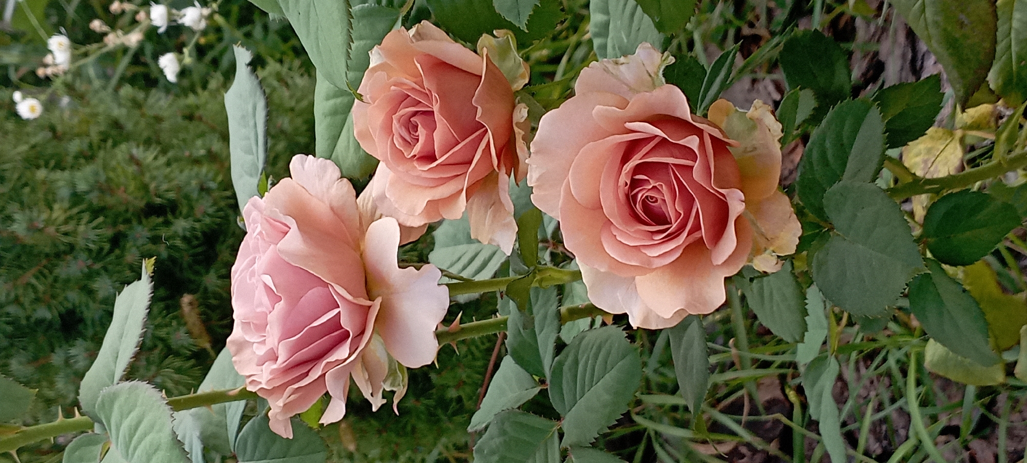 The image shows three blooming roses in varying shades of pink and peach. The roses are positioned at different heights on their stems, with the largest and most prominent rose at the bottom, a second slightly smaller one above and to the right, and a third, pale pink rose at the top and to the left. They are surrounded by lush green foliage, with some stems and thorns visible. In the background, there is a blurred green coniferous tree and some small white flowers. The lighting suggests it is daytime, likely outdoors in a garden setting. There is no indication of a specific location in Radisne, Ukraine, in the image itself.