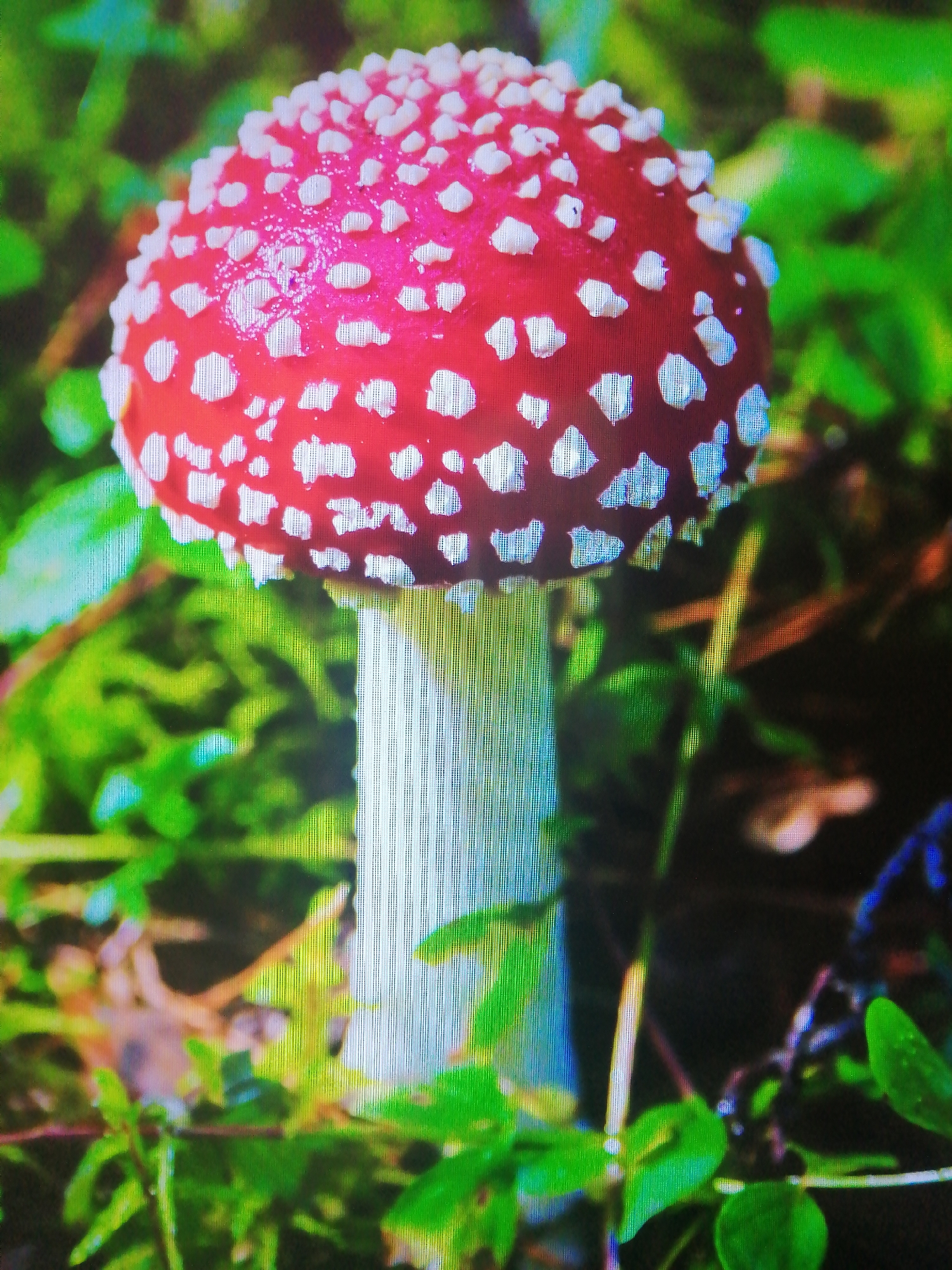 A close-up, vertical shot displays an Amanita muscaria mushroom, commonly known as a fly agaric, in a forest setting. The mushroom's cap is a vibrant red with white spots, and its stem is white with vertical lines. The surrounding environment consists of lush green foliage and some blurred darker elements in the background, suggesting a natural forest floor. The image has a slightly grainy texture and appears to be taken with a handheld device, potentially a phone camera, given the visible pixelation and scan lines. There are no people or specific urban landmarks visible; it's a purely natural scene. The mushrooms are native to Belarus, and this particular mushroom could be found in the forests of Slonim, a city known for its natural surroundings.