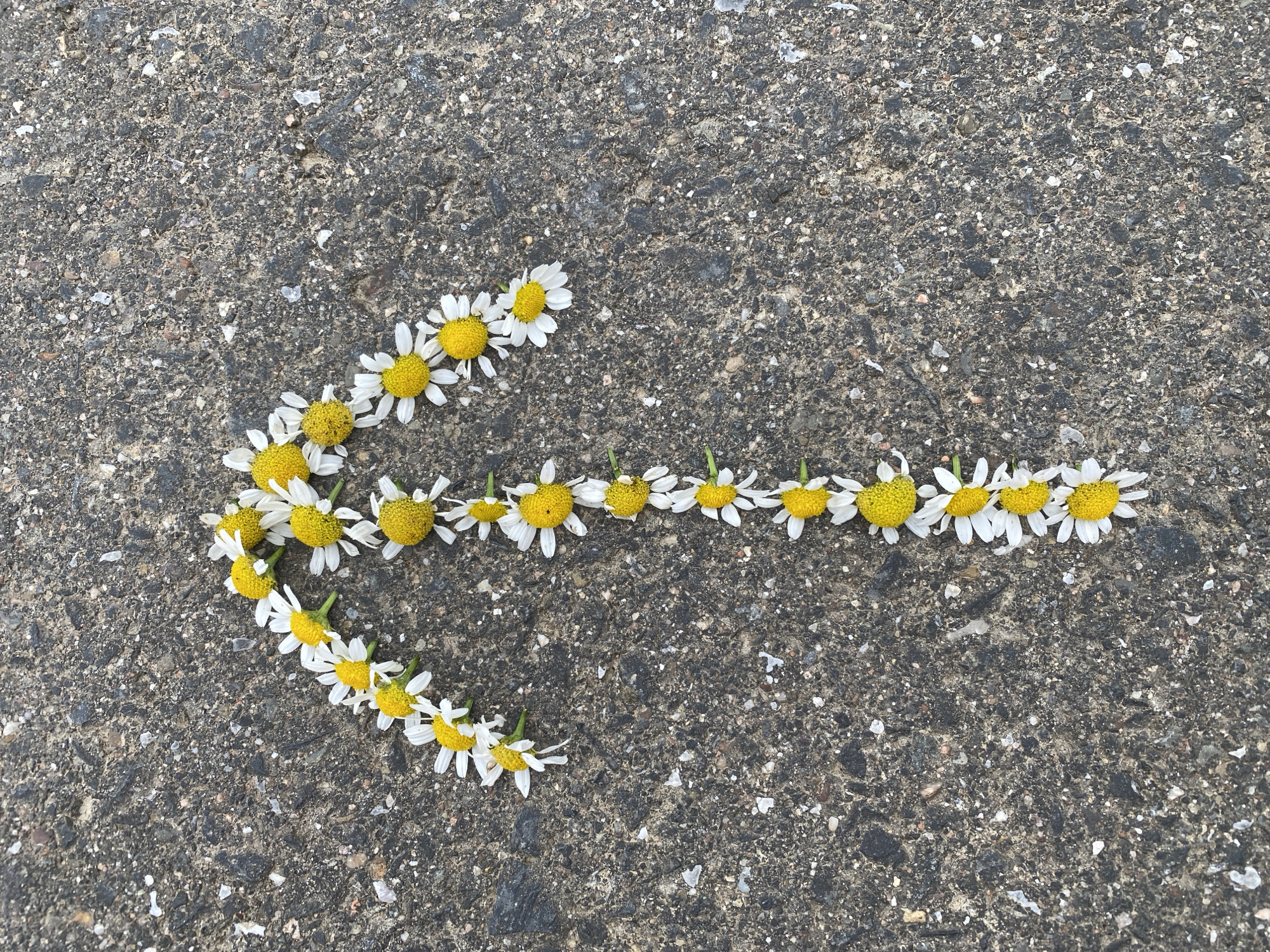 A total of 34 daisies are arranged on a grey asphalt surface to form an arrow shape pointing upwards and to the right. The daisies have white petals and yellow centers. The asphalt is speckled with various shades of grey and black, with small pebbles visible throughout. There are no people or other objects present in the image. The scene is located in Pleckhausen, Germany.