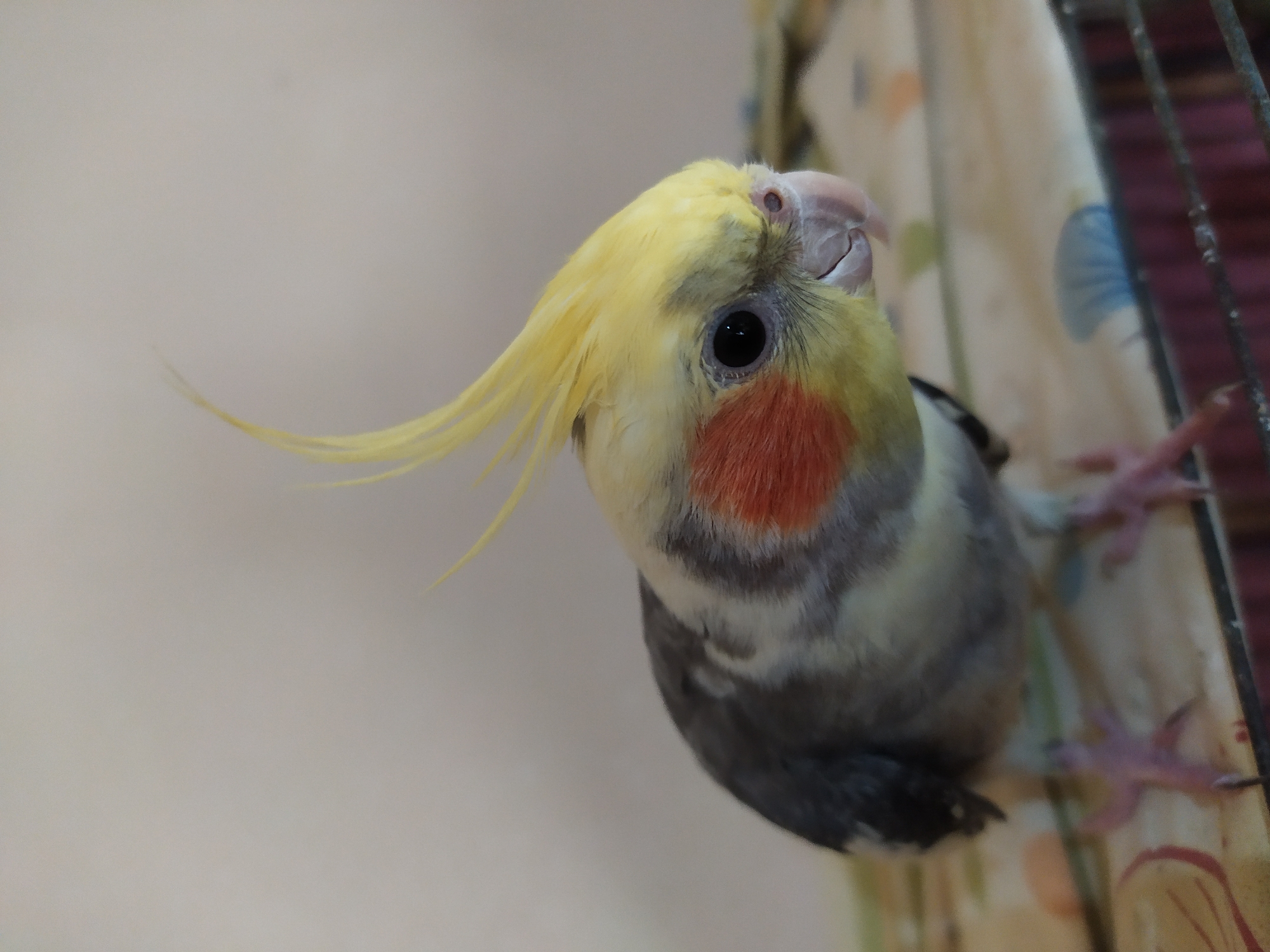A cockatiel is perched on a patterned surface, likely inside a cage. The bird, with its distinctive yellow crest, grey wings, and orange cheek patches, is facing to the right of the frame and looking downwards. The background is a plain, light-colored wall. The image does not provide any information about the city of Bilajari, Azerbaijan.