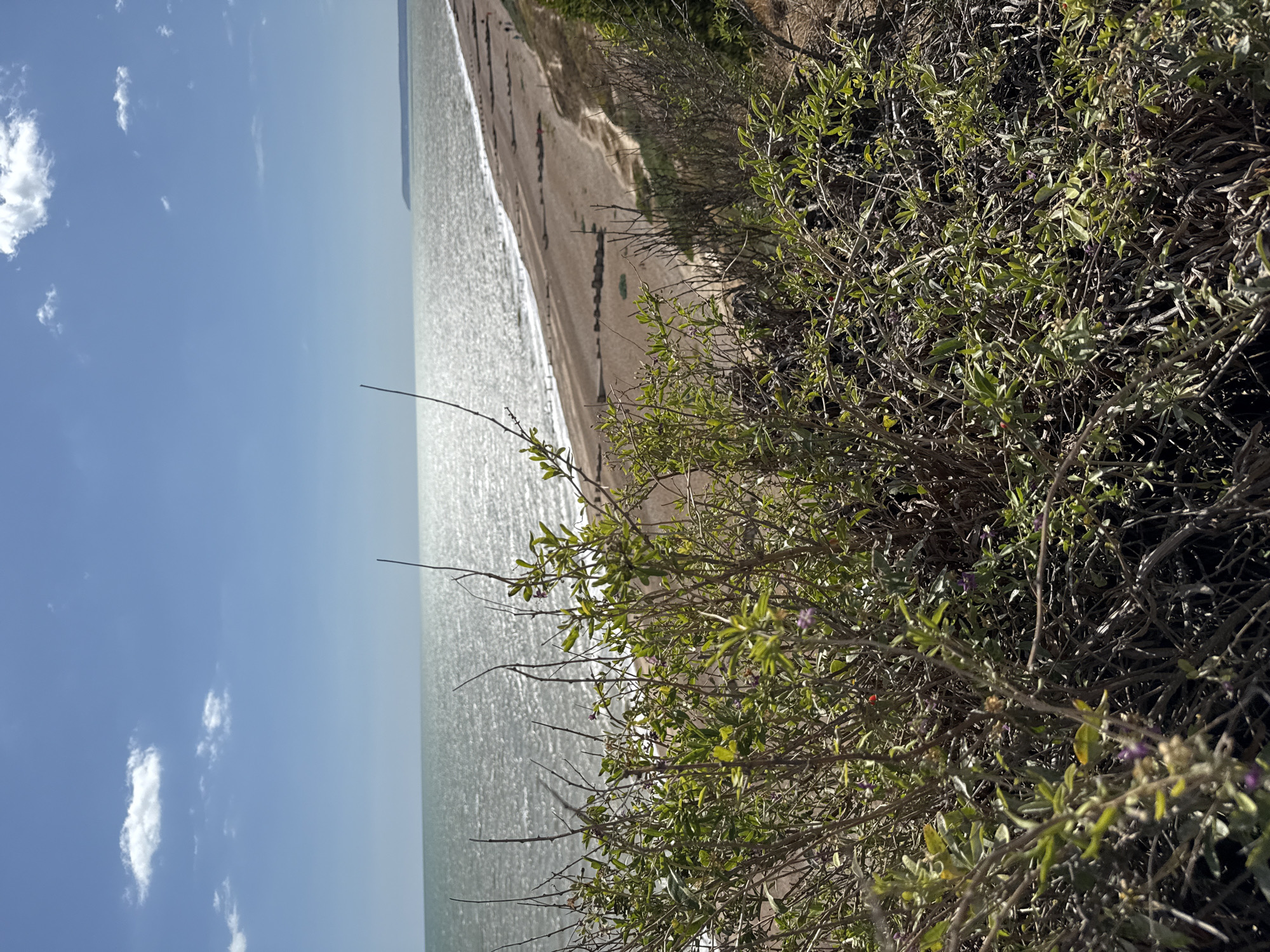 This image depicts a coastal scene from a high vantage point, looking out over the English Channel towards the horizon. In the foreground, a dense cluster of dry, brown vegetation with sparse green leaves and small purple flowers occupies the lower portion of the frame. The vegetation is detailed and textured, with many thin, branching stems.
Beyond the vegetation, a wide, sandy beach stretches along the coastline. A series of wooden groynes, likely for coastal defense, are visible along the beach, spaced at intervals. Some darker, rectangular structures, possibly more groynes or remnants of old structures, are also present. A few very small figures, likely people, can be seen on the beach, indicating a mild amount of activity. The sea is a bright, shimmering blue-green, reflecting the sunlight intensely, creating a strong glare. A distant landmass, possibly a cliff or headland, is visible on the far horizon. The sky is a clear, pale blue with a few scattered white clouds. The image appears to be taken on a sunny day.
The scene is likely located in the vicinity of the East Sussex coast of the United Kingdom, near Rother, which has numerous coastal areas and beaches that fit this description.