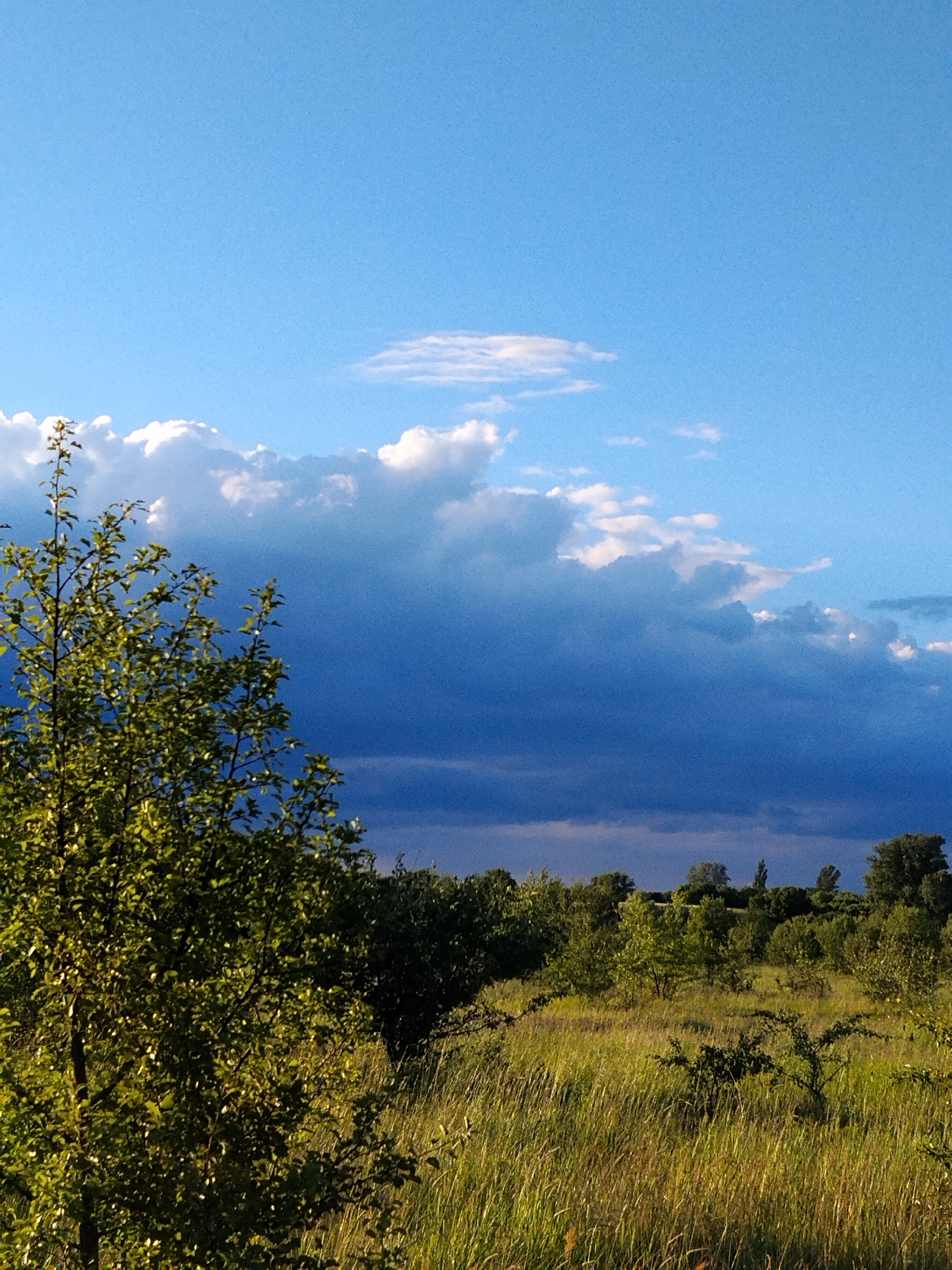 The image depicts a natural landscape on a sunny day in Ustyvytsia, Ukraine. In the foreground, a vibrant green leafy tree stands on the left, its branches reaching upwards. The middle ground is filled with a dense line of various green trees and bushes, with tall, dry grass and smaller vegetation growing in front of them. In the background, the sky transitions from a bright blue at the top to a darker, stormy blue with dramatic clouds, suggesting an approaching weather change. The overall scene is an outdoor, rural view showcasing the beauty of nature.