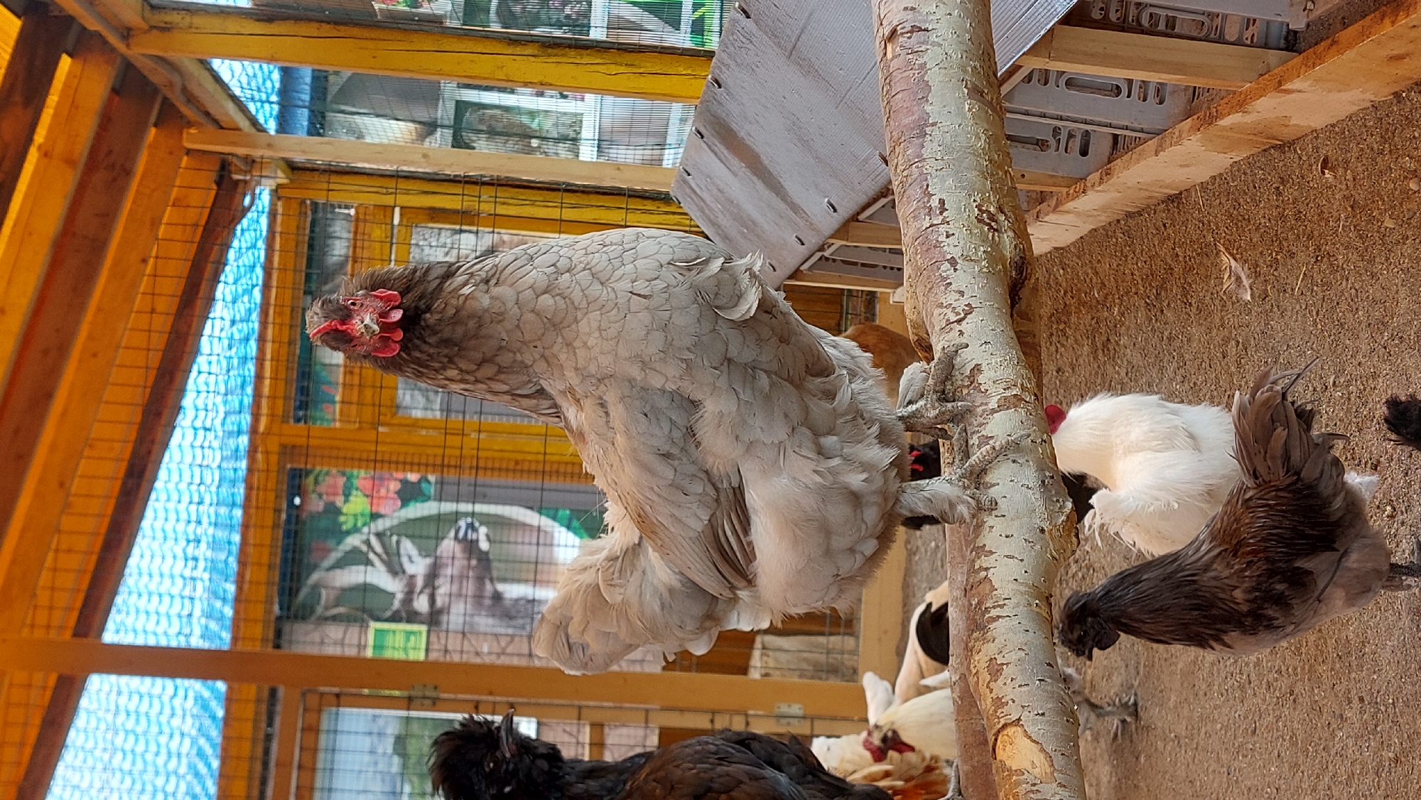 In an outdoor chicken coop with a wooden frame and a blue tarp ceiling, a large, light gray chicken stands prominently on a horizontal, weathered log. The chicken faces the camera with its head slightly tilted, revealing its red comb and wattles. Its feathers are fluffy and layered, giving it a substantial appearance. To the left of the main chicken, partially obscured, is a black chicken with a crested head. In the background, several other chickens are visible, including a white one and a dark brown one. The ground of the coop is covered in what appears to be sand or fine gravel, with scattered straw. The coop has wooden walls with wire mesh and decorated panels featuring a deer and floral imagery. A wooden feeding trough is positioned along the right side of the coop. The overall scene captures a moment within an aviary environment.