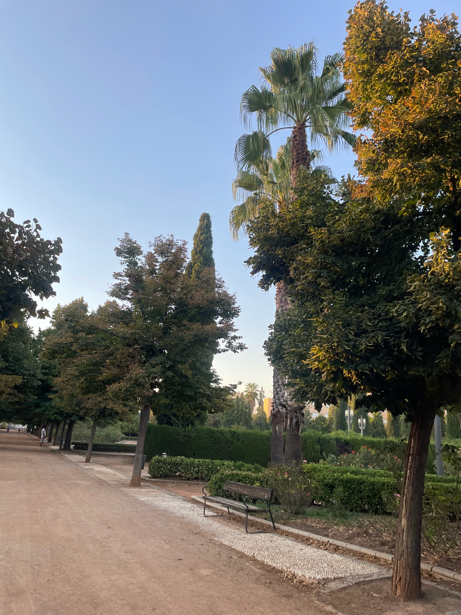 The image captures a pathway in a park, likely in Granada, Spain, given the presence of palm trees and manicured hedges characteristic of the region's gardens. The pathway itself is made of reddish-brown dirt, appearing well-trodden and leading into the distance. Flanking the path are several trees, some with dark foliage, others with lighter, autumnal hues, and tall, slender cypress trees forming a backdrop. In the mid-ground, a dark wooden park bench is positioned on a decorative border of small, light-colored pebbles. Beyond the bench, a dense hedge runs along the perimeter of a garden area, where hints of flowering plants, possibly roses, are visible. Two tall palm trees stand prominently on the right side of the frame, their fronds reaching towards a clear, pale blue sky. The lighting suggests it is late afternoon or early morning, with soft sunlight casting a warm glow on the leaves of some of the trees. In the far distance, a person can be seen walking along the pathway. The overall atmosphere is serene and tranquil.