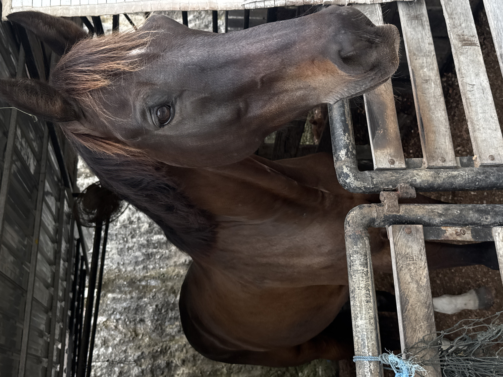 The image shows a close-up of a brown horse standing inside a stable in Kuta Selatan, Indonesia. The horse is facing towards the right of the frame, with its head and neck prominently displayed. The stable appears to be constructed with wooden slats and metal bars, and a textured, grey wall is visible behind the horse. The ceiling of the stable is made of corrugated metal. A fan is mounted on the ceiling above and behind the horse. A blue rope and netting are attached to the front of the stable. The horse has a dark mane and forelock with lighter brown strands. Its eye is dark and appears to be looking towards the viewer. The horse's muzzle is dark, and it has a white marking on its forehead. The ground inside the stable is covered with what appears to be sawdust or wood chips. The image is taken from a slightly low angle, looking up at the horse.