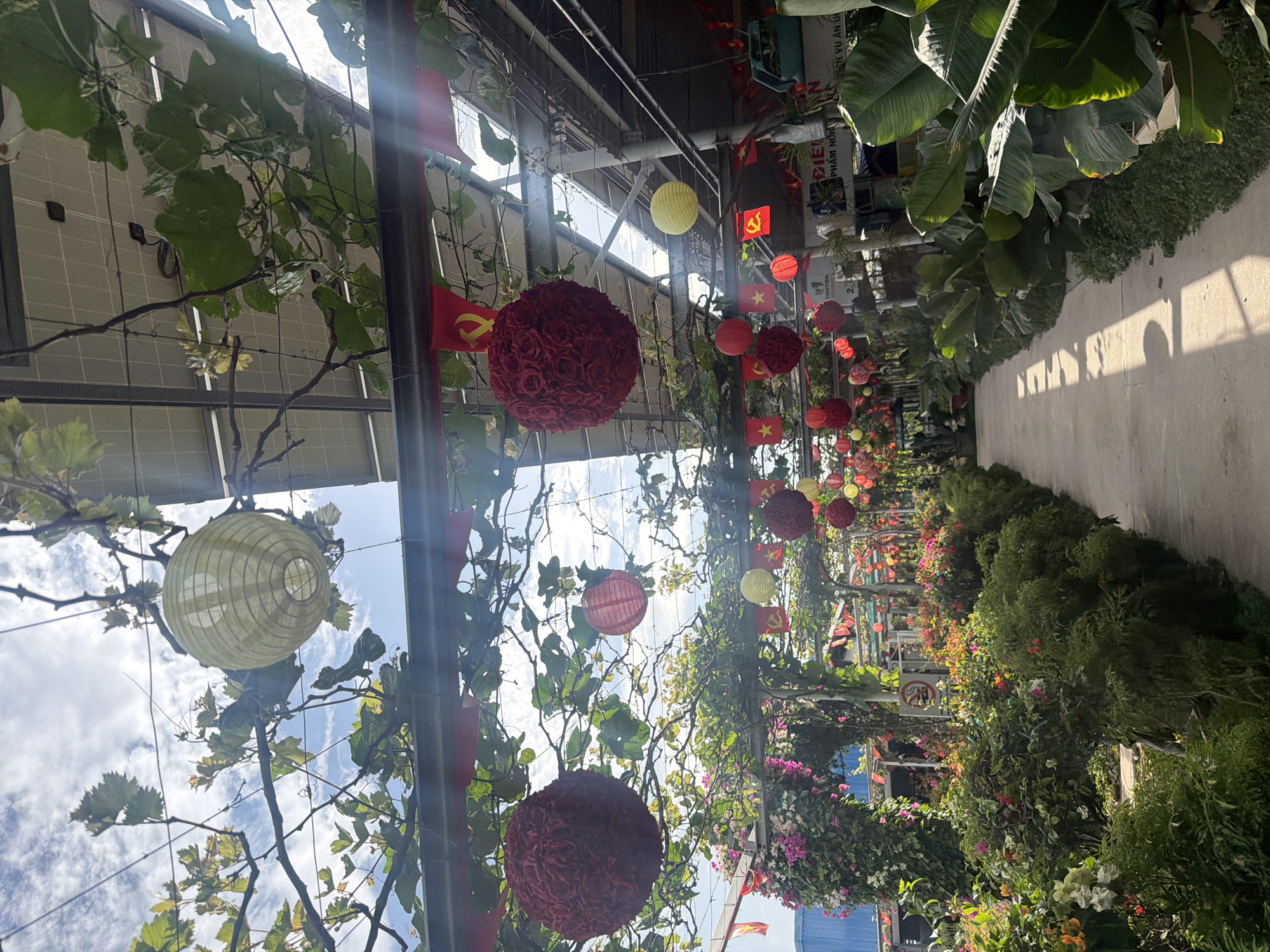 The image captures a vibrant, decorated outdoor pathway or garden scene in Phước Hải, Vietnam, on a bright, sunny day with a partly cloudy sky. The perspective is looking down a long, narrow path, with sunlight casting distinct shadows.
Above the pathway, a dense canopy of green vines, possibly grapevines, grows along a trellis structure, providing dappled shade. Various decorative lanterns and flags are suspended from this overhead greenery and structure. Numerous lanterns are visible, including spherical red and yellow paper lanterns, as well as distinct large, spherical lanterns made of red floral-textured material. Small red flags featuring a yellow star (the national flag of Vietnam) and other red flags with a yellow hammer and sickle (symbol of the Communist Party of Vietnam) are interspersed among the decorations.
On either side of the pathway, lush green foliage and flowering plants line the route. On the left, large-leaved tropical plants, possibly similar to banana plants, create a dense green wall. Further down the path, a variety of green shrubs and bushes, some adorned with pink and white flowers (like bougainvillea), add to the natural beauty.
Visible text on signs includes a "no smoking" symbol. Other Vietnamese text is partially visible on signs, such as "ĐIỆN", "PHẠM NƠI", and "TÚ VŨ AN U" on one sign. The decorations and verdant setting suggest a festive or welcoming atmosphere, common in public spaces or tourist areas in Vietnam.