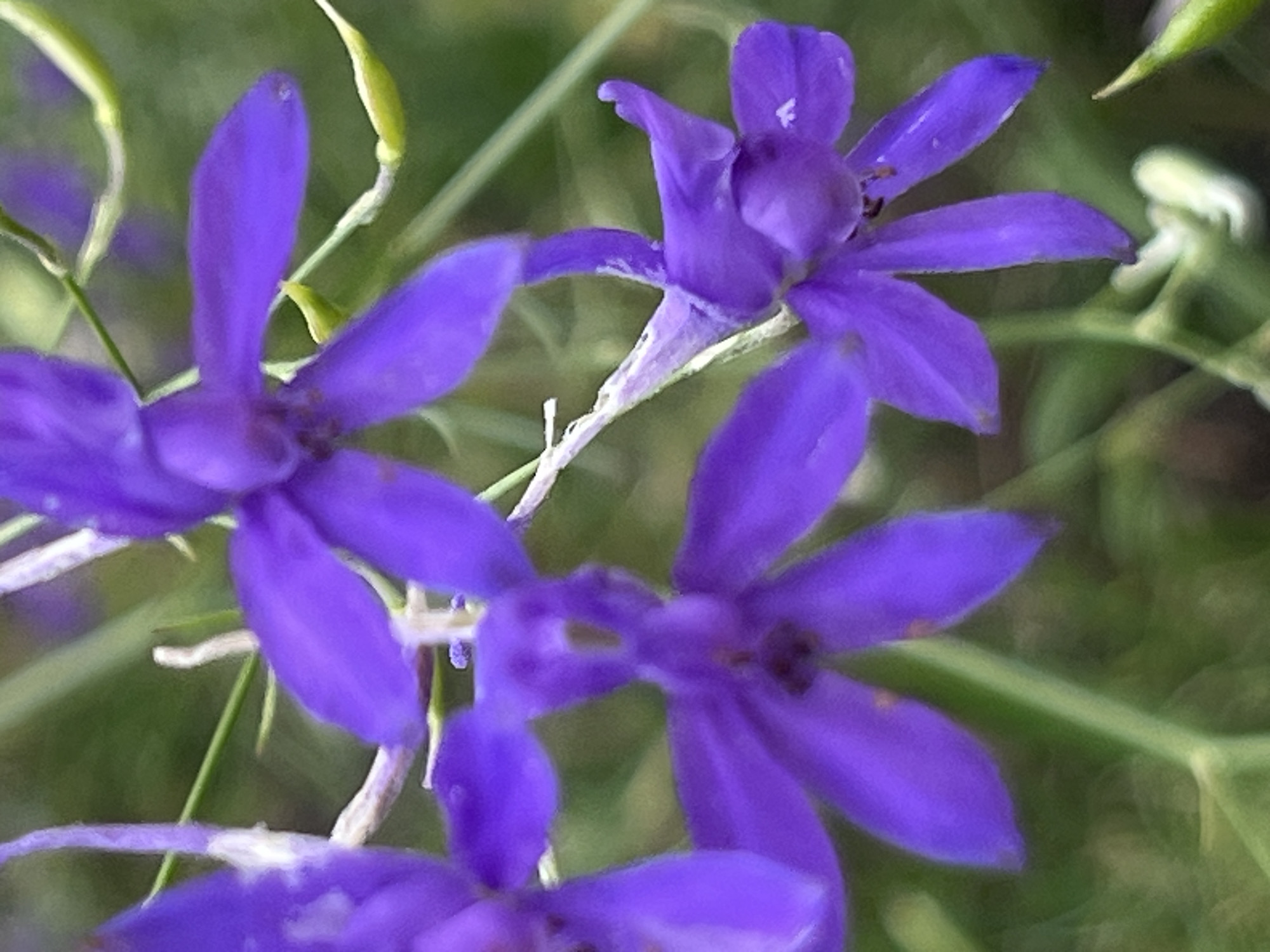 The image is a close-up, shallow depth-of-field photograph of several purple flowers. The flowers are delicate and have multiple petals. The background is a soft blur of green, suggesting foliage. There is no indication of a specific location in Dnipro, Ukraine, or any people, actions, or interactions.