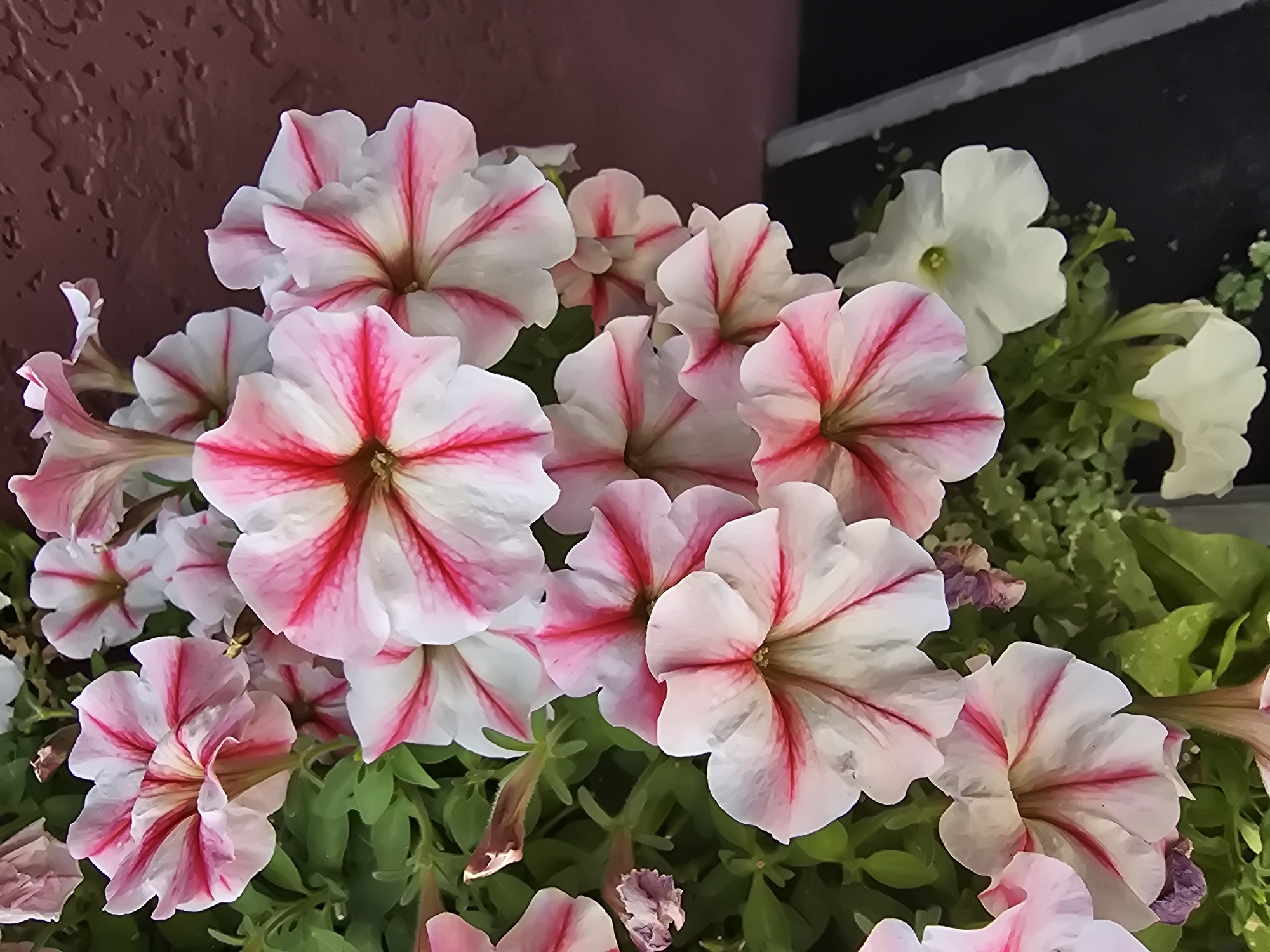 This is a close-up, eye-level, vertical shot of pink and white petunias in Sofiivska Borshchahivka, Ukraine. The flowers are in full bloom, with several large blooms dominating the frame. The petals have a gradient of pink from the center to the edges, with distinct white sections. The background is out of focus, showing a textured, dark reddish-brown wall on the right and green foliage interspersed with the flowers. The lighting suggests it is daytime, with the flowers evenly illuminated. No people or animals are visible.