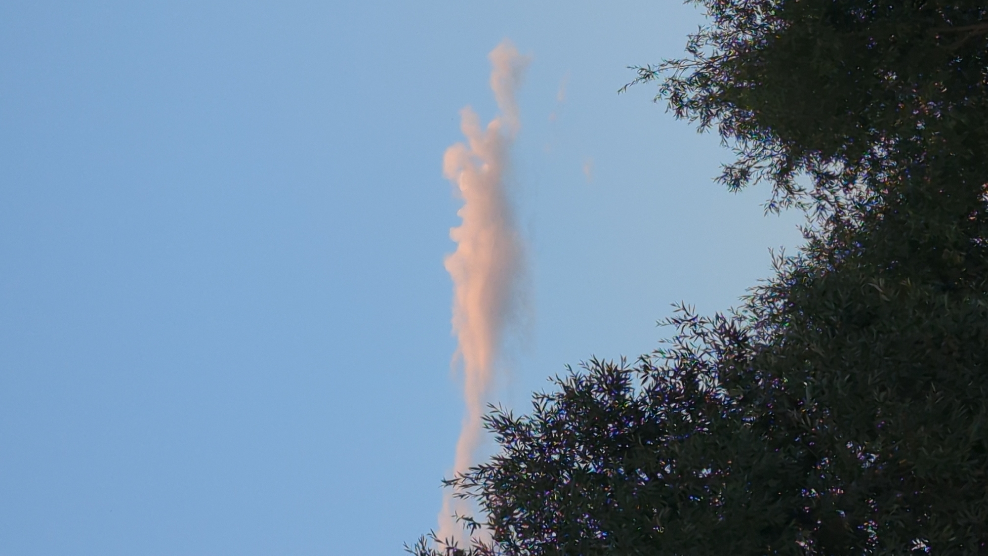 A low-angle shot shows a pale pink cloud horizontally across a clear blue sky. Dark green foliage from two trees frames the bottom of the image, with one tree on the left and another on the right. The trees are dense with narrow leaves, and their branches reach upwards into the sky. The lighting suggests it is either sunrise or sunset, as the cloud is illuminated with a soft pink hue.
