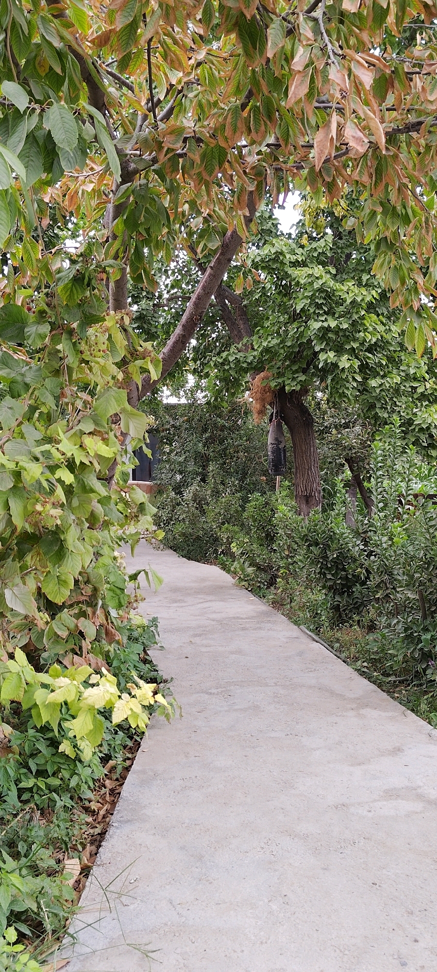 The image shows a curved concrete pathway leading through a garden area in Buston, Tajikistan. The pathway is flanked by lush green vegetation, including trees with leaves that are beginning to turn brown and yellow, indicating a change in season. In the background, dense foliage and trees create a natural setting. There are no people visible in the image. The scene appears to be a quiet, natural outdoor space.