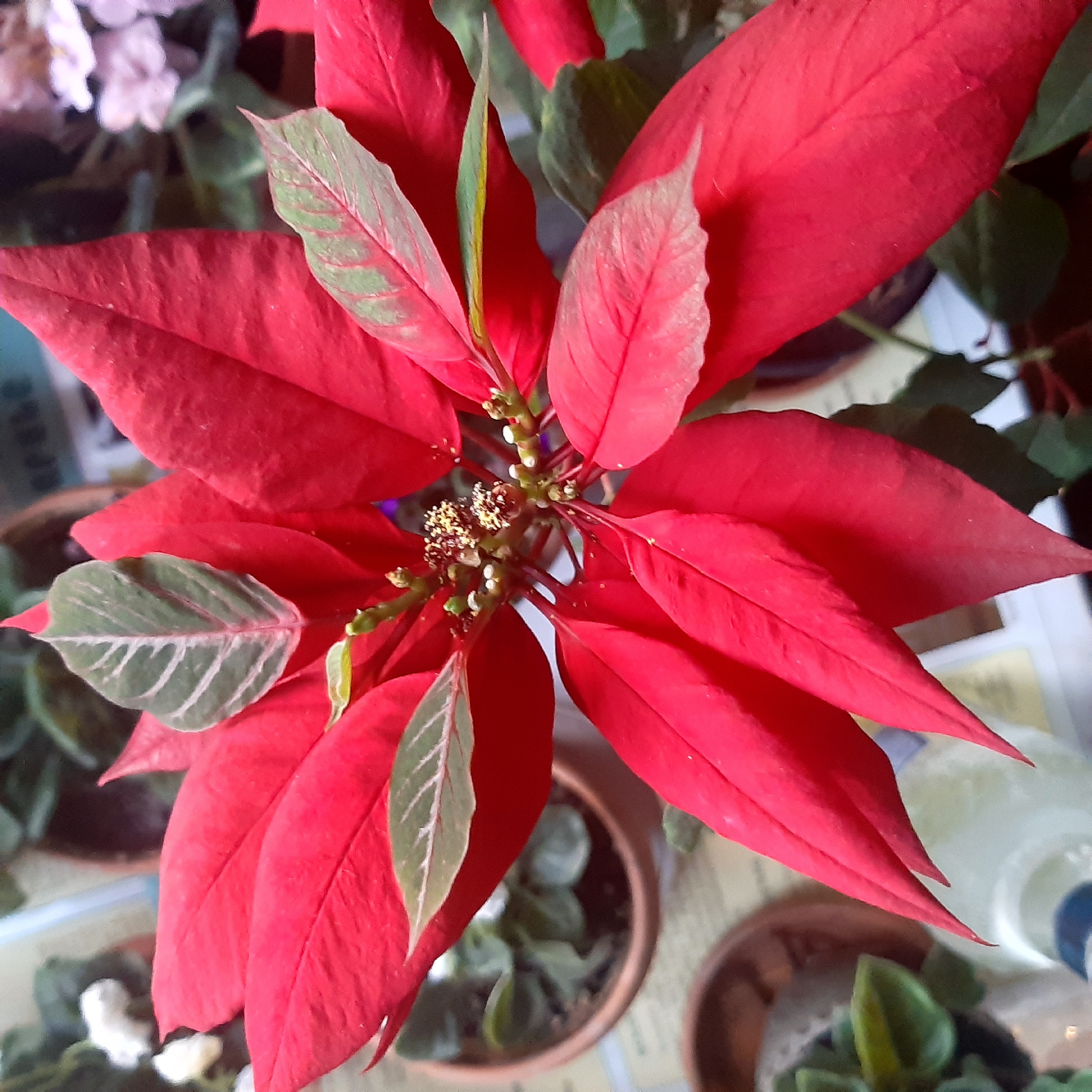 This media file captures a top-down view of a vibrant poinsettia plant, likely indoors. The plant is the central subject, dominated by its bright red, leaf-like bracts that form a star shape. Some of these red bracts have a slightly textured surface.
At the center of the plant, nestled among the red bracts, are smaller green leaves, many of which display distinct light green or white veins, particularly visible on the new growth. The actual flowers, known as cyathia, are small and clustered in the center, appearing as tiny yellowish-white structures with some pollen-like details.
The background is softly blurred but reveals other potted plants, some housed in brown terracotta-style pots. In the upper left background, faint light pink or white flowers are visible, possibly belonging to another plant like an African violet. Towards the bottom, more green foliage and additional pots are present. A blurred light-colored surface, possibly a table or windowsill, serves as the immediate ground for the plants. A white or light blue container or bottle is faintly visible in the bottom right corner.
No specific activity or event is taking place; the image is a still life focused on the plant. The lighting suggests daytime. There are no explicit location cues pointing to Yeghegnadzor, Armenia, within the image itself. A partial word, "rese", is faintly discernible on a blurred object in the upper left background of the main image. The overall impression is one of lush, well-tended indoor plants.