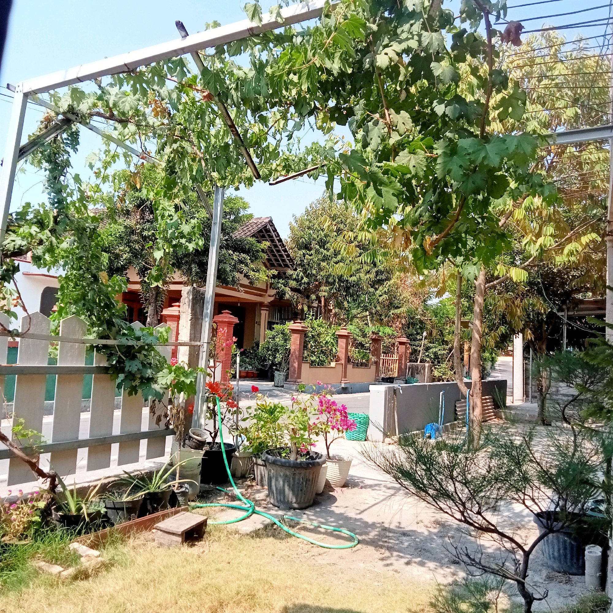 A daytime, eye-level shot captures an outdoor scene in Jaten, Indonesia, dominated by a lush grape vine growing on a metal trellis that arches over a white picket fence. The trellis extends across the frame, supporting dense green leaves and branches. Beneath the trellis, a white picket fence runs horizontally, with a few potted plants, including aloe vera and brightly colored bougainvillea, placed in front of it. A green garden hose snakes across the ground, connecting to one of the pots. In the background, a traditional Indonesian house with a tiled roof and terracotta pillars is visible, surrounded by various trees and vegetation. The ground is a mixture of dry grass and a sandy or gravelly pathway. The overall impression is one of a well-maintained, sunlit residential yard.