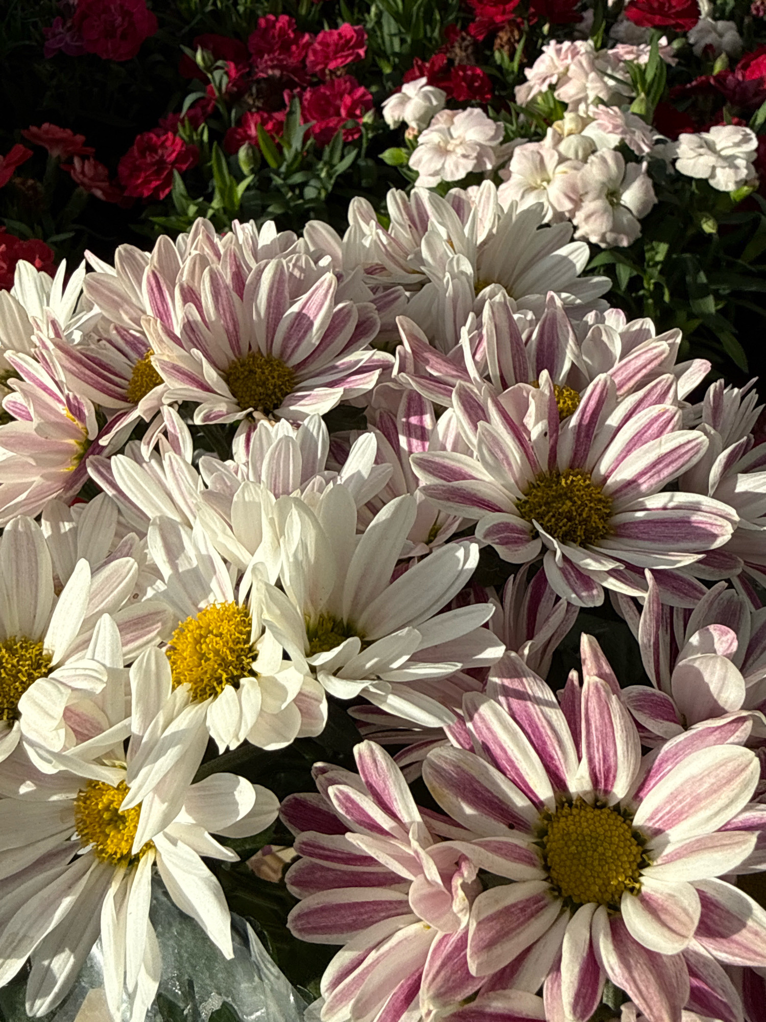 A close-up, overhead shot shows a bouquet of white and pink striped daisies. The flowers are arranged in a dense cluster, with some fully bloomed and others still opening. The petals are delicate and slightly ruffled, with a thin stripe of pink running down the center of each. The centers of the daisies are a bright yellow. In the background, out of focus, are more flowers, some deep red and others pale pink and white. The lighting suggests it is daytime. The location of this scene is not provided within the image or its context.