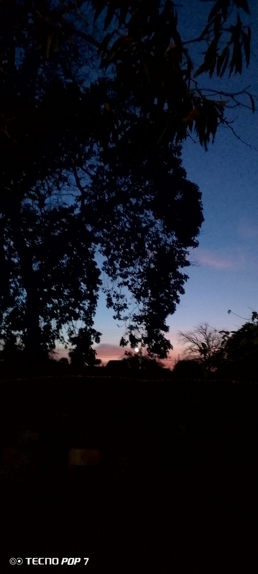 The image depicts a dusk or twilight scene, possibly in Altagracia, Venezuela, though this cannot be confirmed definitively from visual elements alone. The foreground is predominantly dark, with an obscured ground level. Silhouetted trees frame the scene, their branches and foliage densely obscuring much of the upper portion. In the center, a colorful gradient sky transitions from a deep blue at the top to shades of pink and orange near the horizon. A bright, round object, likely the moon, is visible near the horizon, adding a focal point amidst the dim light. In the mid-ground, dark silhouettes of buildings and potentially more trees are discernible. At the bottom left corner, "TECNO POP 7" is displayed, indicating the device used to capture the image. No people are visible, and interactions cannot be determined. The overall environment suggests a natural or rural setting with visible human structures.