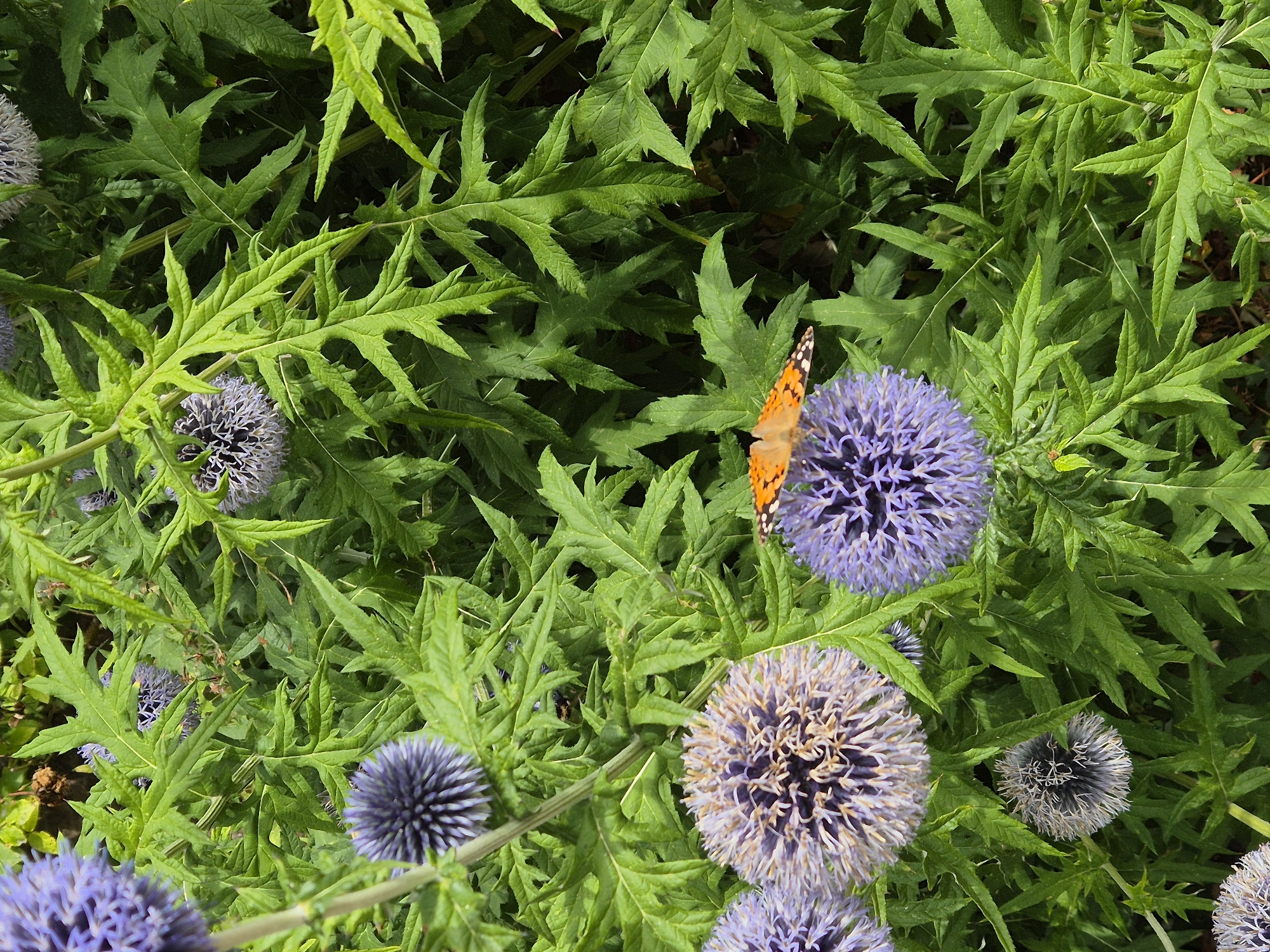 A top-down, eye-level, full shot captures a vibrant scene of purple globe thistles and their spiky green leaves, dotted with a single painted lady butterfly. The butterfly, with its orange and black wings, rests on a blooming thistle. The environment appears to be a garden, possibly in Gedling, United Kingdom, given the lush greenery and flowering plants. The lighting suggests it is daytime, with natural light illuminating the scene. The focus is sharp on the butterfly and the flowers, with the background slightly blurred, highlighting the intricate details of the thistle blooms and the butterfly's delicate wings.