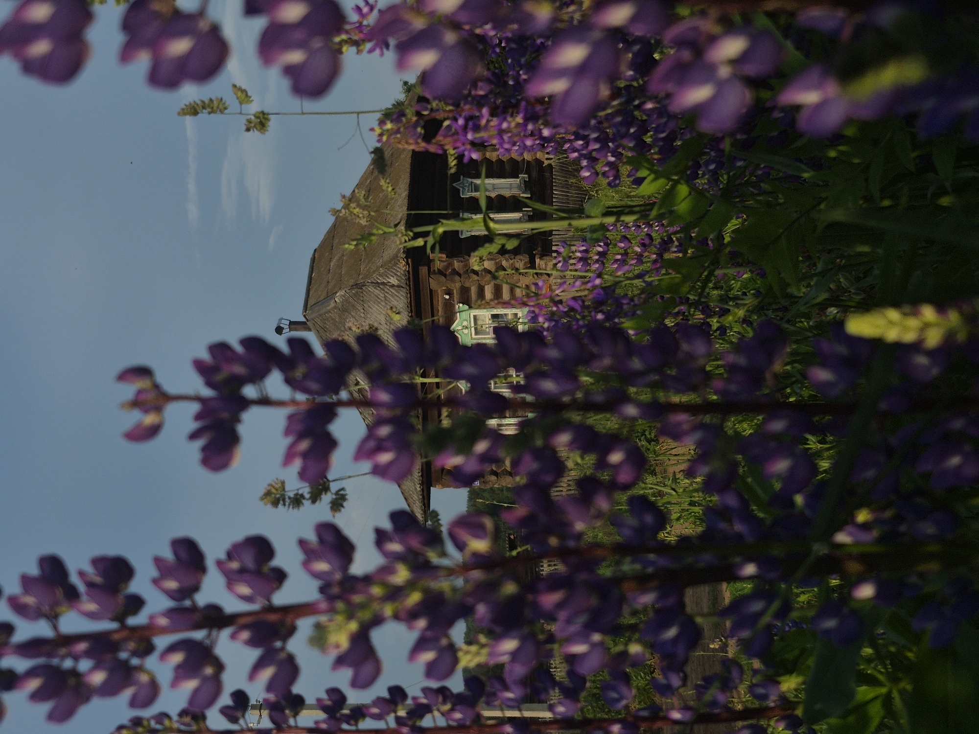 The image depicts a blurry, close-up view of purple lupine flowers in the foreground, with a rustic wooden house with a peaked roof visible in the background. The house appears to be made of logs and has white-trimmed windows. A fence is visible in front of the house. The sky above is a pale blue with some wispy clouds. The overall setting suggests a rural or semi-rural environment, possibly in the countryside near Dojnáya, Russia, given the architectural style of the house. The lighting indicates it is daytime, with the sun casting soft light. No people are visible in the image.