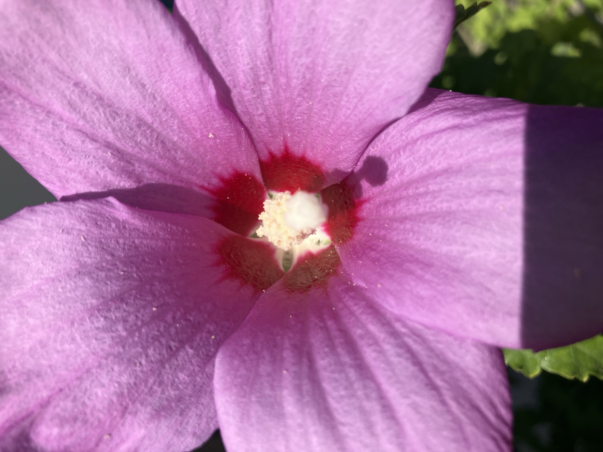 A close-up, macro photograph captures the intricate details of a vibrant pink hibiscus flower. The flower's large, ruffled petals radiate outward from a central core. Within the center, a cluster of pale yellow stamens is surrounded by a deep red ring. Fine white pollen dust is visible on the petals and stamens, indicating it is likely in bloom and possibly undergoing pollination. Sunlight casts subtle shadows across the petals, highlighting their delicate texture and veins. In the lower portion of the frame, a sliver of a green leaf is visible, along with a purplish shadow cast by the flower itself. The background is softly blurred, suggesting an outdoor setting, possibly a garden or park. There is no discernible indication of the city of Shymkent, Kazakhstan, or any human presence within the image.