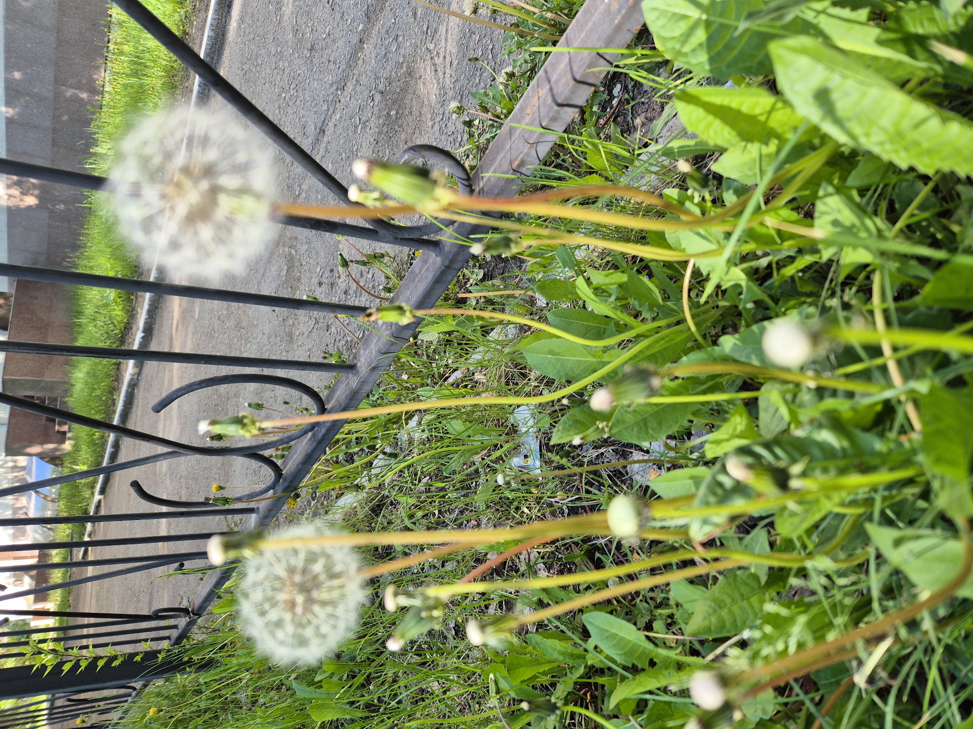 The image shows dandelions growing near a black metal fence next to an asphalt surface, possibly a road or sidewalk. The location appears to be an urban area with greenery. The dandelions are in various stages of development, including seed heads and unopened buds. The fence seems to border a building or property.