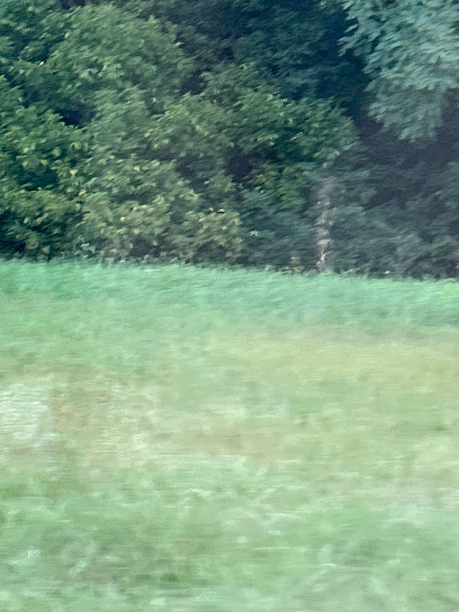 The image depicts a blurry, out-of-focus scene of lush green foliage and a grassy area. The top portion of the image is dominated by dense, dark green trees, their leaves forming a thick canopy. A thin, vertical light-colored element, possibly a tree trunk, is visible within the foliage on the right side. Below the treeline, a broad expanse of green grass stretches across the lower half of the frame. The grass exhibits variations in shade and texture, suggesting a natural, possibly unmanicured lawn or field. The overall impression is of an outdoor natural environment, lacking any discernible human presence or specific landmarks within Collier Township, United States of America. The lack of clear detail due to the blurriness makes it impossible to identify specific species of trees or grass, or to ascertain the exact time of day or season.