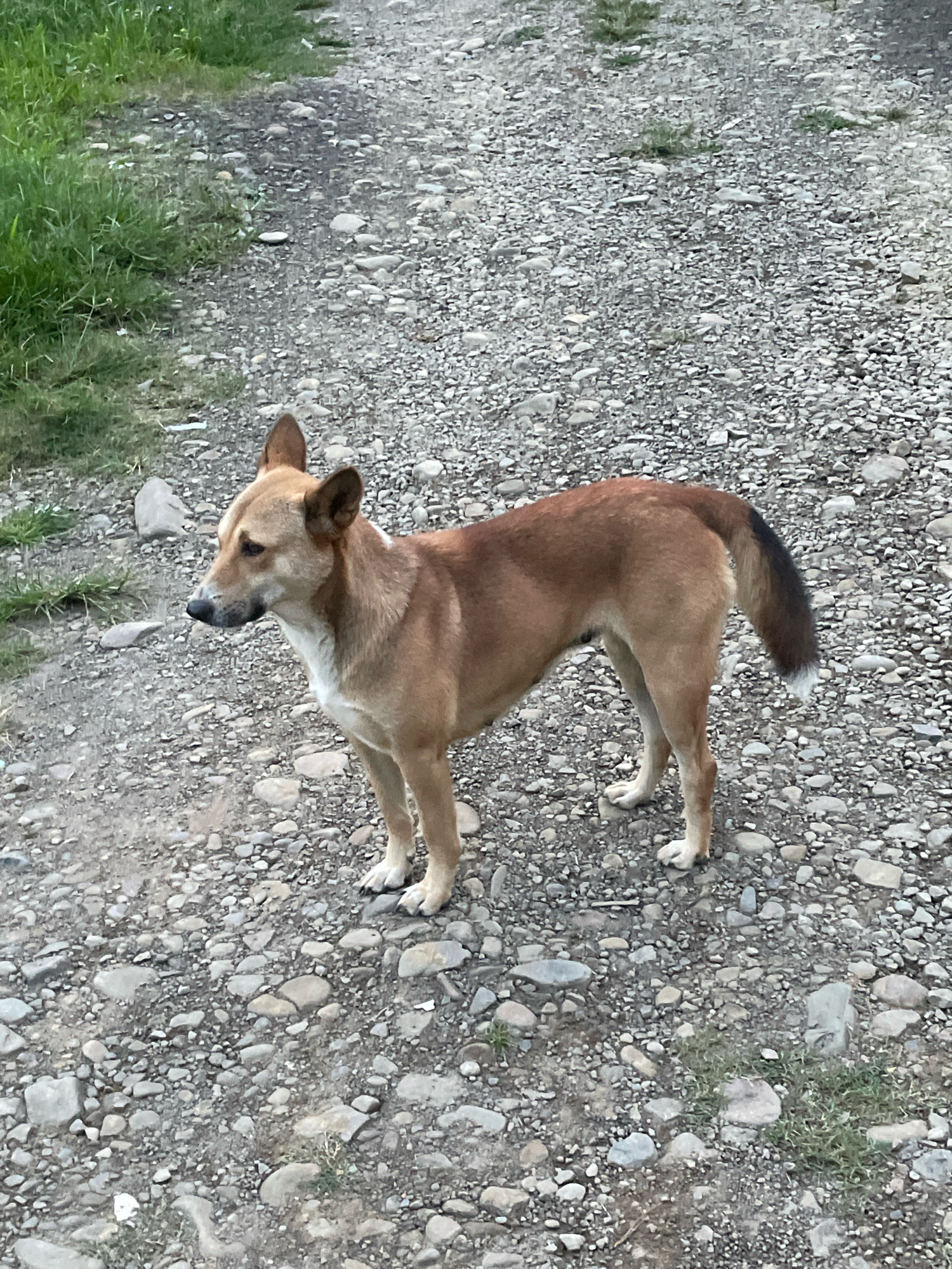 A medium-sized, tan dog with white markings on its chest stands on a gravel path. The dog is facing left, with its ears pointed upwards and its tail held at a slight angle. The path is covered in small, grey stones and has patches of green grass growing on the left side. The background is out of focus, but appears to be a natural outdoor environment. The scene is set in Maohing Nepali, India.