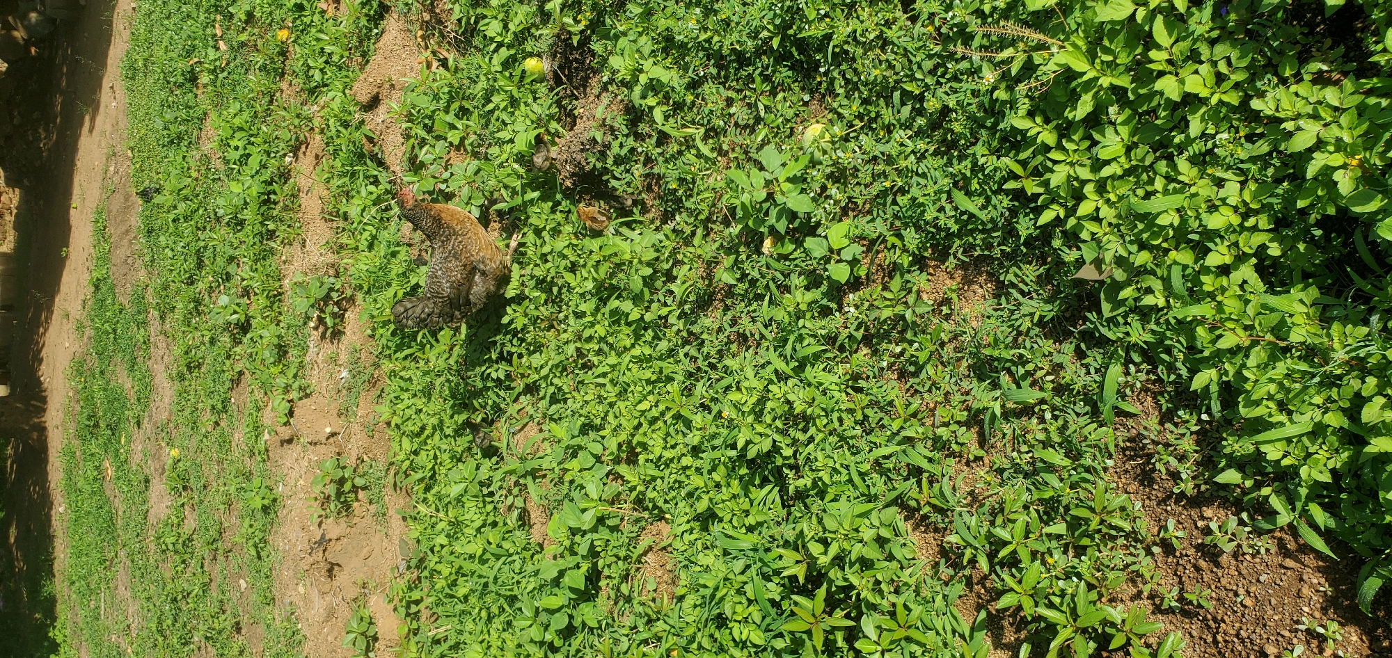 The image shows a chicken with several chicks in a grassy area in Bukuru, Nigeria. The scene is predominantly green, with the chicken near the left side of the frame, surrounded by dense vegetation. Patches of bare earth are visible. The lighting suggests it is daytime. There are no people visible in the image.