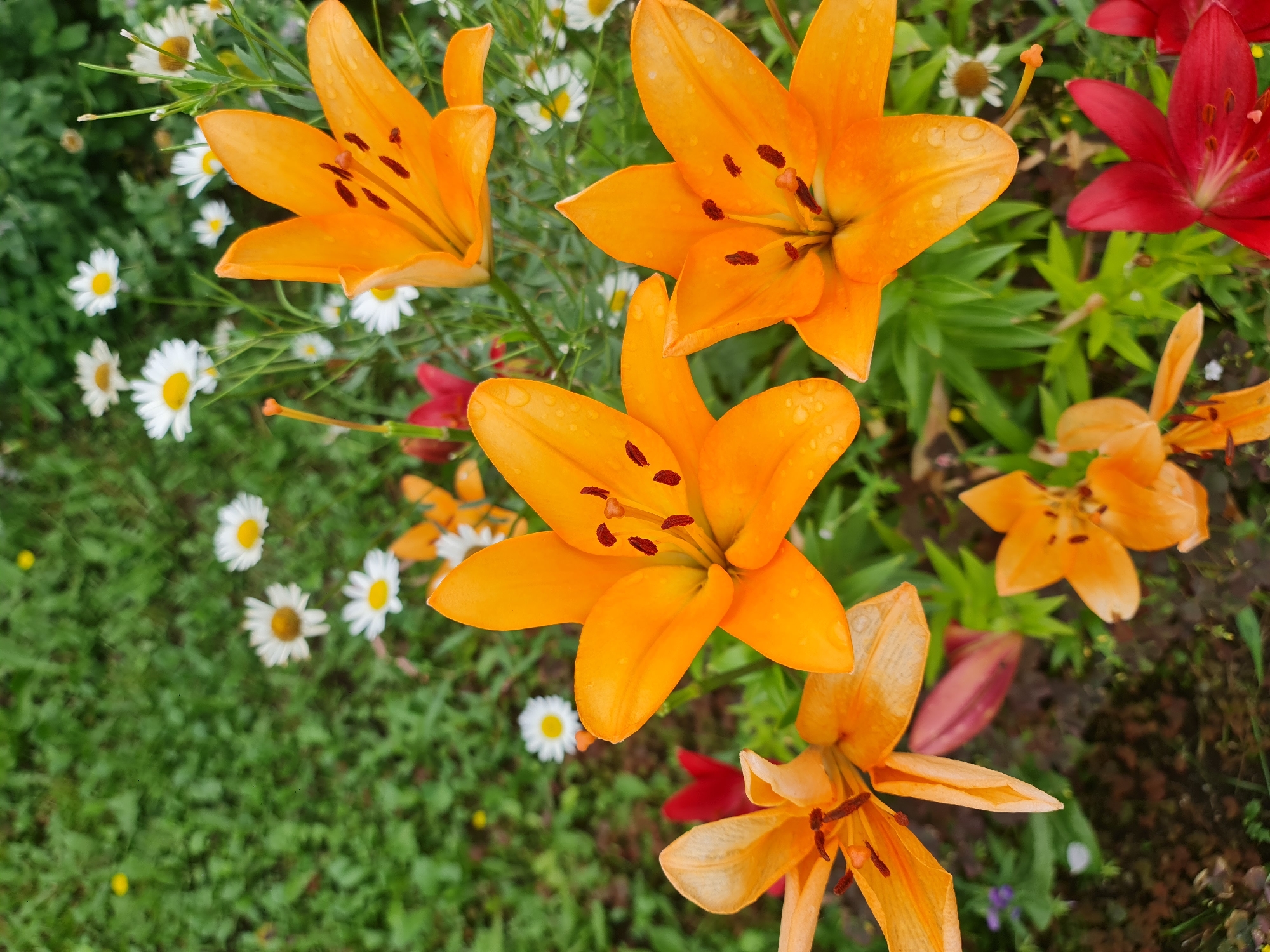 The image shows a close-up view of several orange lilies in bloom, interspersed with white daisies. Some of the lilies have water droplets on their petals, suggesting recent rain or watering. The background consists of green grass and foliage. There are no people or animals visible in the image, nor any identifiable landmarks or objects that would indicate a specific location in Angarsk, Russia. The scene is a natural setting, likely a garden or a park.
