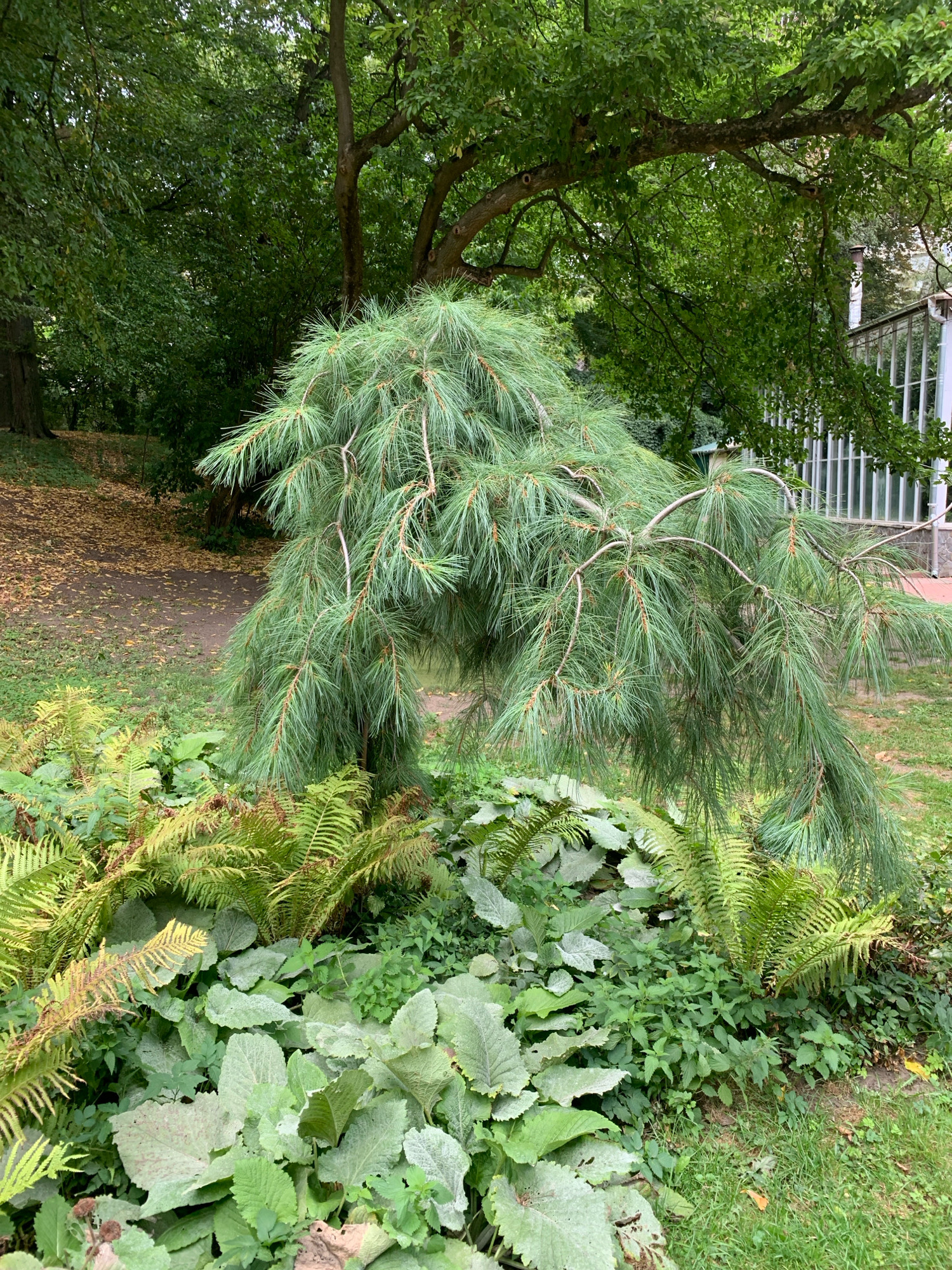 This is a photograph of a weeping pine tree in the Lviv National Scientific Library of Ukraine, located in Lviv, Ukraine. The tree's branches droop low, creating a natural arch over a bed of ferns and other low-lying green plants. In the background, a greenhouse-like structure with large windows is visible amidst lush green trees and foliage. A pathway covered with fallen leaves can be seen to the left of the tree. The scene depicts a tranquil garden setting.