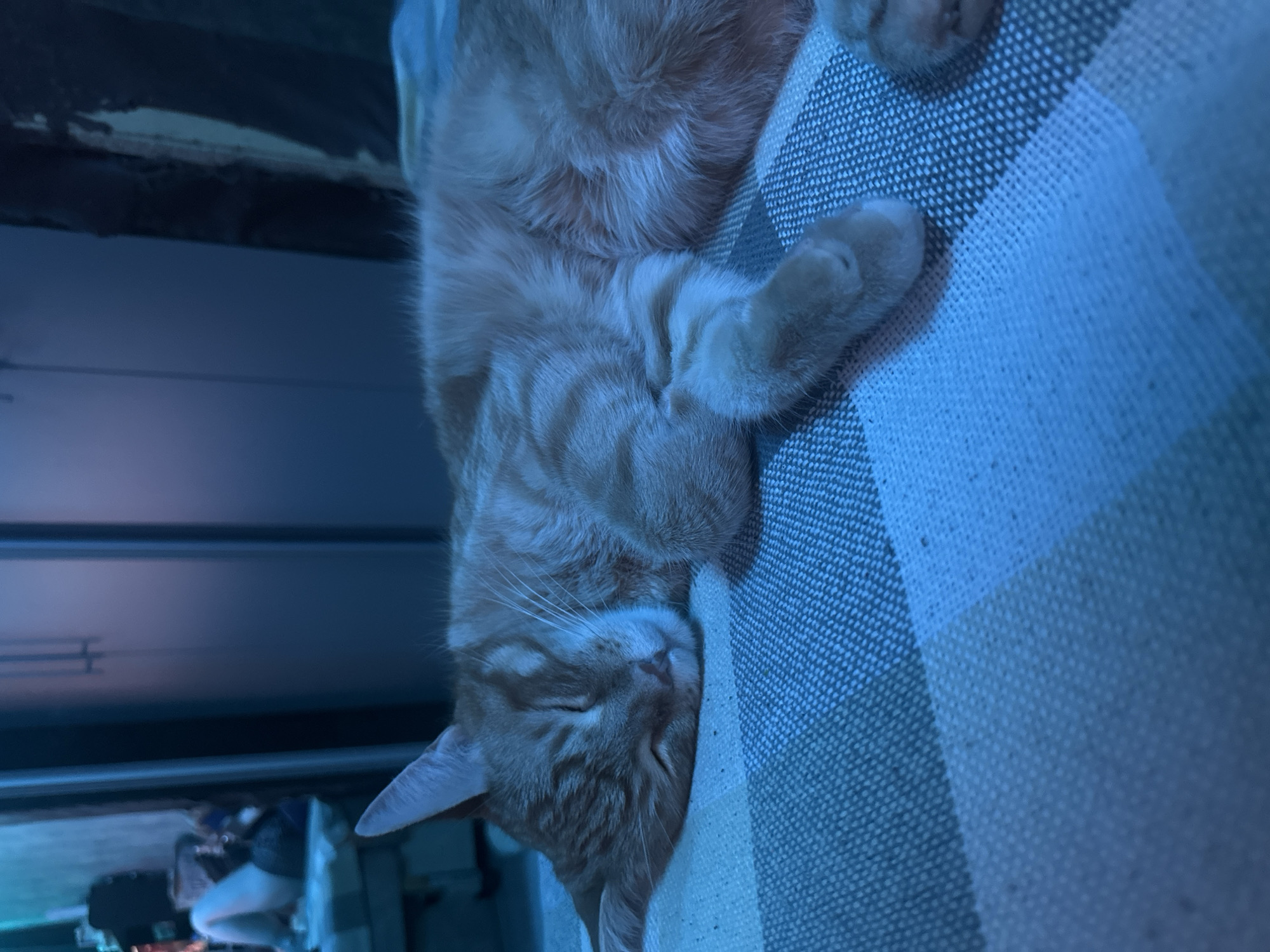 An orange tabby cat is sleeping on a striped blanket. The blanket is predominantly blue and white, with a checkered pattern. The cat is curled up, with its head resting on its paws. The lighting in the image is dim and appears to be artificial, casting a blueish hue over the scene. In the background, out of focus, there is a glimpse of a room with furniture, including what looks like a wardrobe and a person sitting on a bed. The overall environment suggests an indoor residential setting. There is no information to suggest this location is in Omsk, Russia.