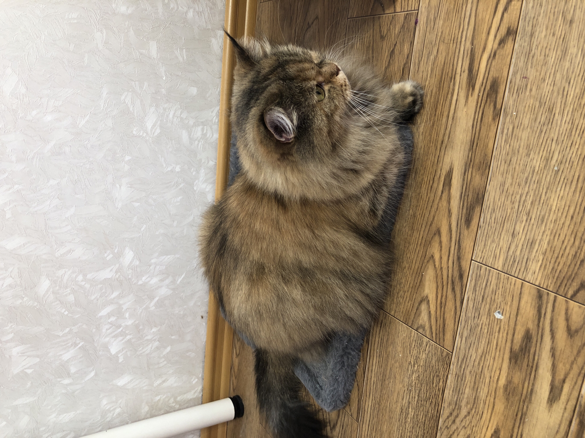 A long-haired tabby cat with golden-brown fur and green eyes is lying on a gray mat on a wooden floor. The cat is positioned in the center of the image, facing right. Its fur is thick and fluffy, with darker tabby markings visible on its face and body. A white and gray patterned wallpaper covers the wall in the background, and a thin wooden baseboard runs along the bottom of the wall. To the left, a portion of a white cylindrical object, possibly a chair leg, is visible. The floor is made of polished wooden planks. The lighting is natural, casting soft shadows.