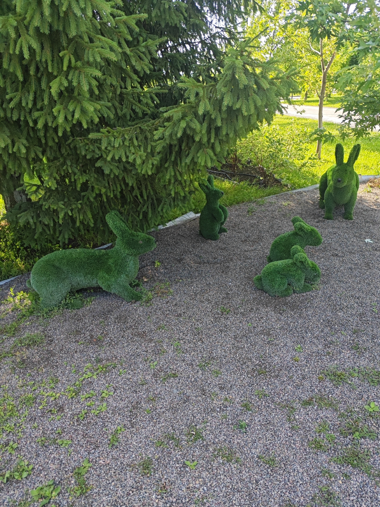 The image shows a sunny outdoor scene in Novyy Oskol, Russia. In the foreground, a gravel path is covered with small green plants and weeds. On the path, there are several topiary sculptures of rabbits. One large rabbit sculpture is positioned on the left side of the image, facing to the right. To the right of this, a smaller rabbit sculpture is positioned on its hind legs, facing left. Further to the right, a group of three smaller rabbit sculptures are clustered together. One of these is larger and sitting on its hind legs, while the other two are smaller and crouching. In the background, a large evergreen tree dominates the left side of the image, with its branches extending over the scene. Behind the tree and to the right, there is lush green grass, bushes, and trees, with a paved path visible in the distance. Sunlight illuminates the scene, creating bright highlights and shadows.