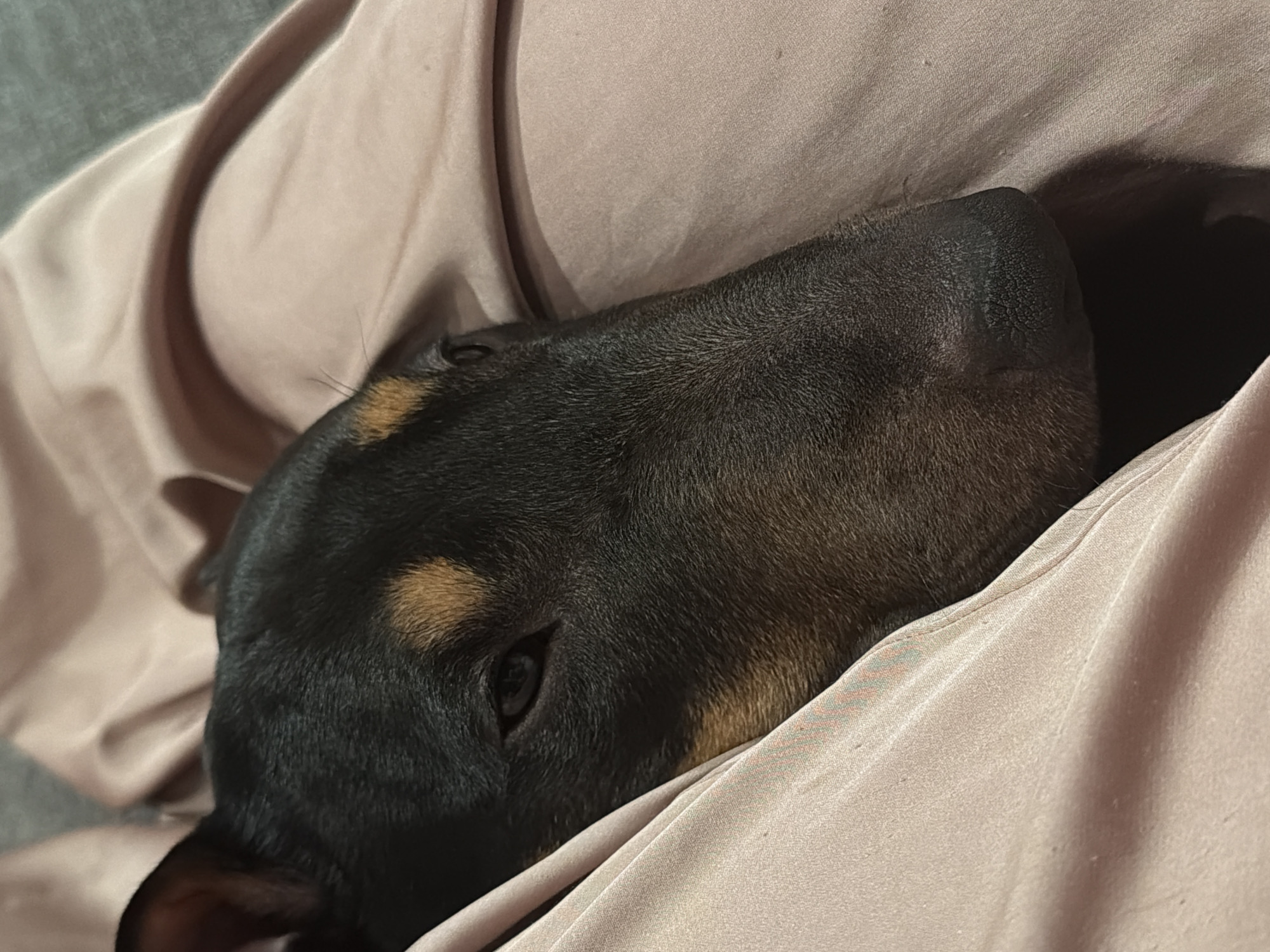 A close-up shows the head of a black and tan dog, possibly a miniature pinscher, resting on a light pink fabric that appears to be clothing or bedding. The dog's head is mostly in focus, showing one eye partially open. The environment is not identifiable, and there is no indication of Khimki, Russia.