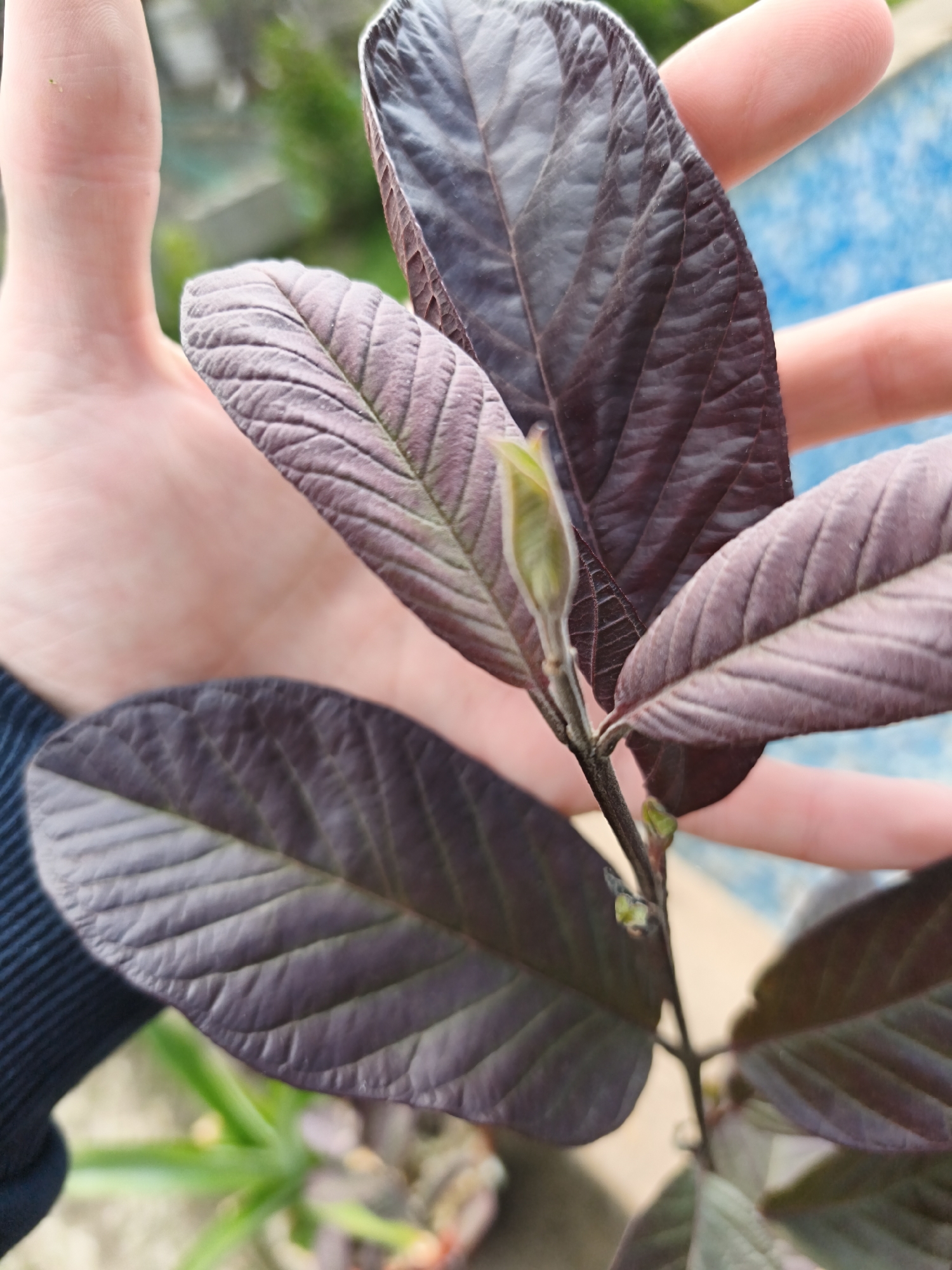 A human hand holds a small plant with purplish-brown leaves and a light green bud. The leaves have pronounced veins and a textured surface. The background is blurred, but shows hints of greenery and a blue surface, possibly water or a painted wall. The location is unspecified.