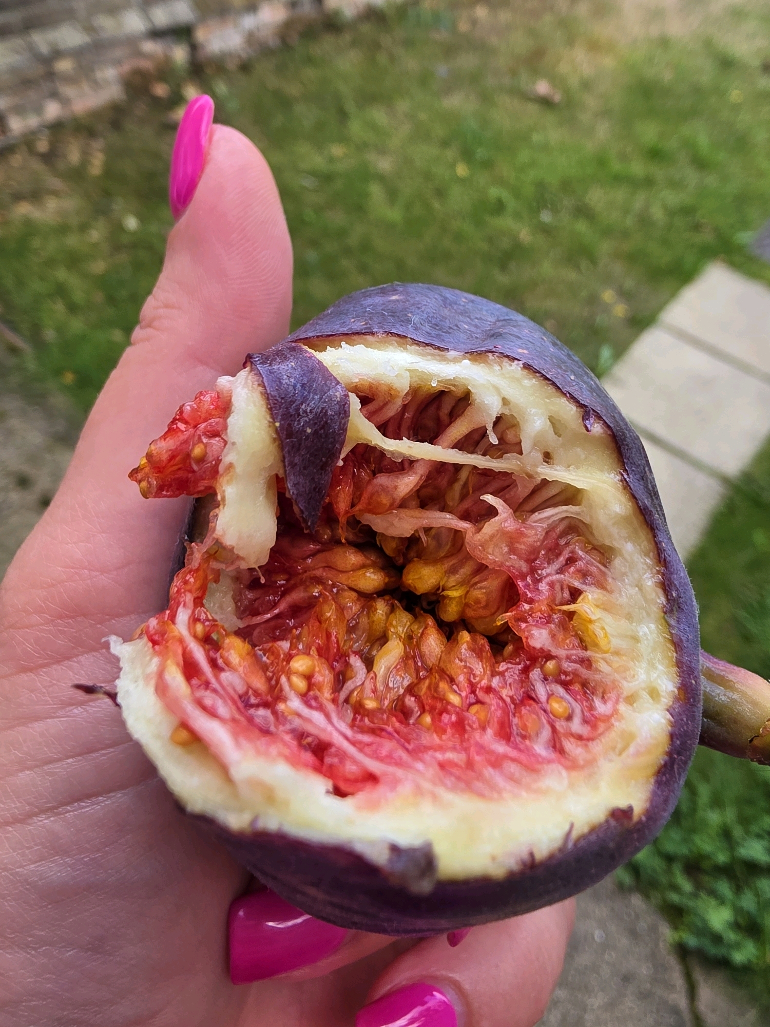 An overhead shot shows a person's thumb and fingers holding a partially opened fig. The fig has dark purple skin and a white interior with bright red and yellow pulp, dotted with small seeds. The person's fingernails are painted a vibrant pink. The background is blurred, showing green grass and a light-colored path, suggesting an outdoor setting. The image appears to be taken in West Suffolk, United Kingdom.