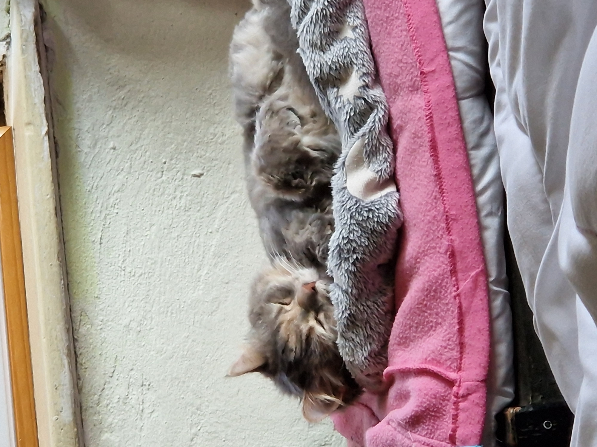A medium shot captures a tabby cat sleeping soundly on a stack of blankets. The cat is curled up on its side, with its head resting on a grey blanket with a star pattern. A bright pink blanket is beneath the grey one, and further down, a white blanket is visible. The background consists of a textured, light-colored wall and a wooden trim at the top. There is no indication of the specific location within Raduvene, Bulgaria, in this image.