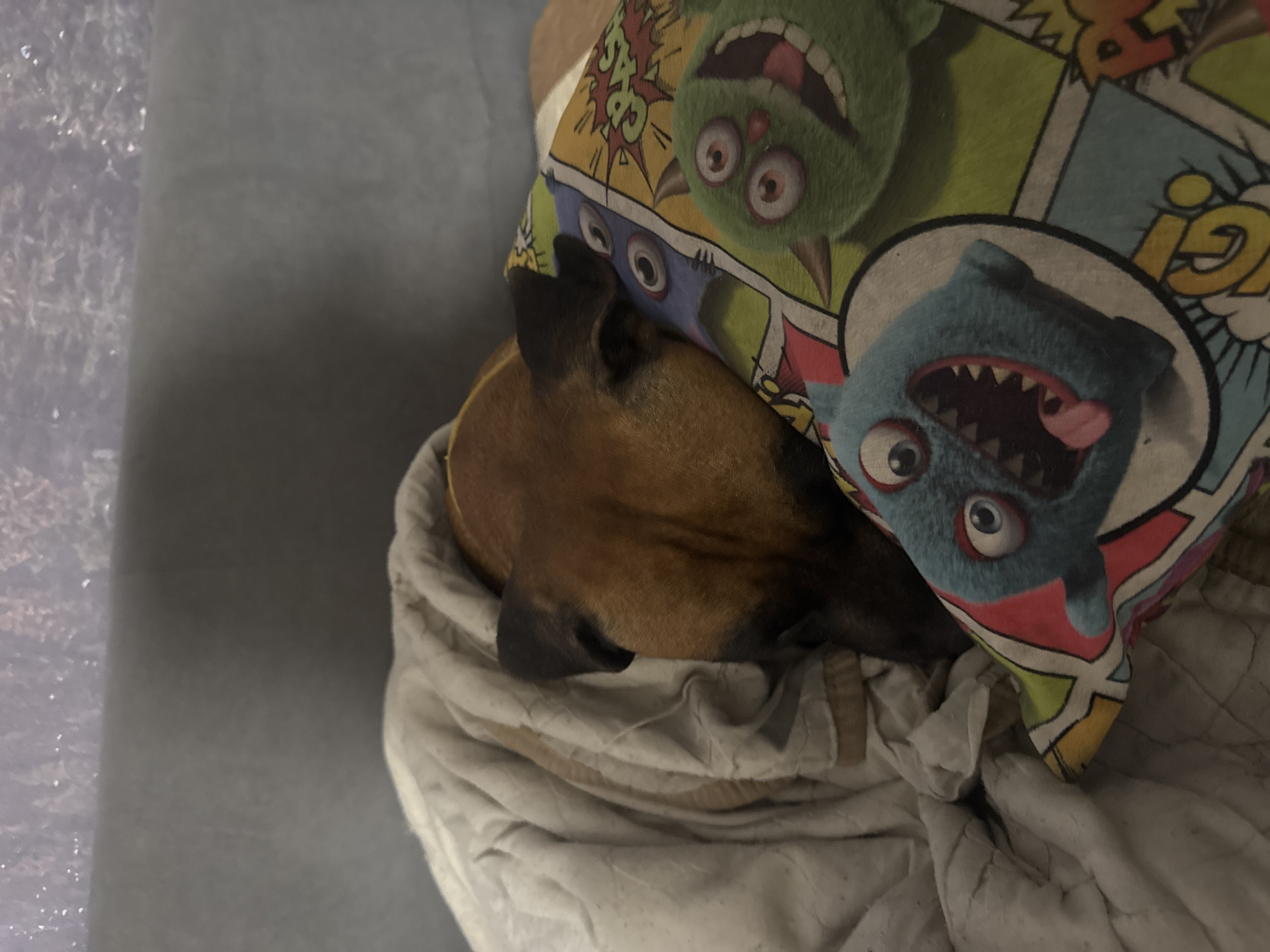 A close-up, overhead shot depicts a brown dog nestled in a white, rumpled blanket. A colorful pillow featuring cartoonish monster faces rests against the dog. The pillow has a comic book-style design. The background features a gray, textured surface. There is no verifiable evidence in the image to determine that the location is Chaikovsky, Russia.